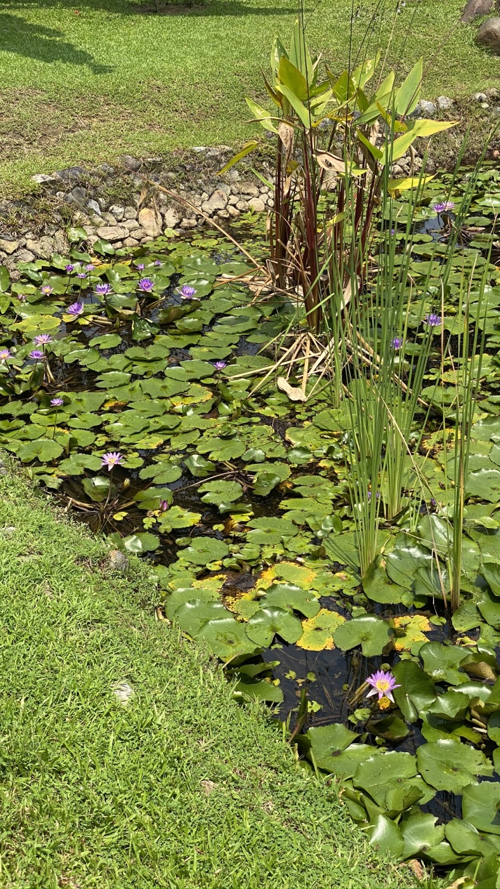 Обои растительность, вода, лист, почвопокровная, ботаники в разрешении 720x1280