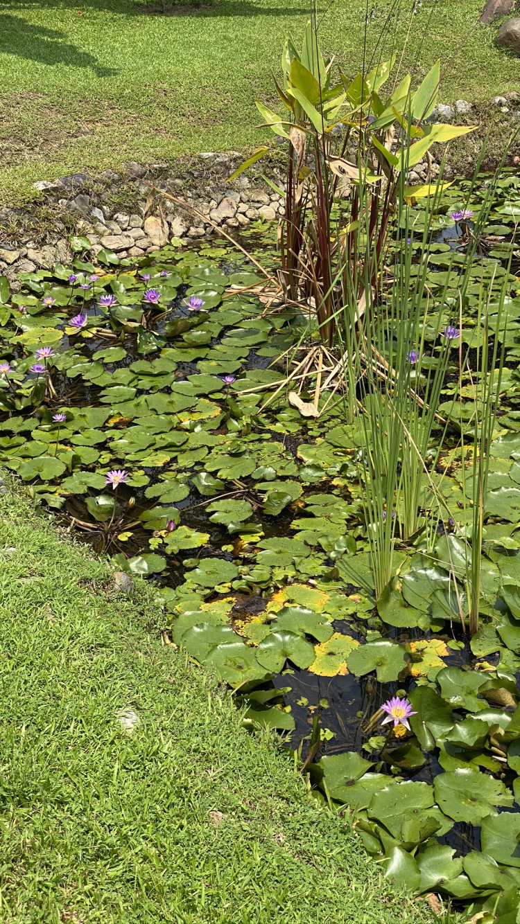 Обои растительность, вода, лист, почвопокровная, ботаники в разрешении 750x1334