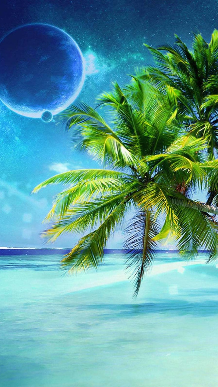 Обои природа, тропическая зона, дерево, Пальма, Карибский бассейн в разрешении 720x1280