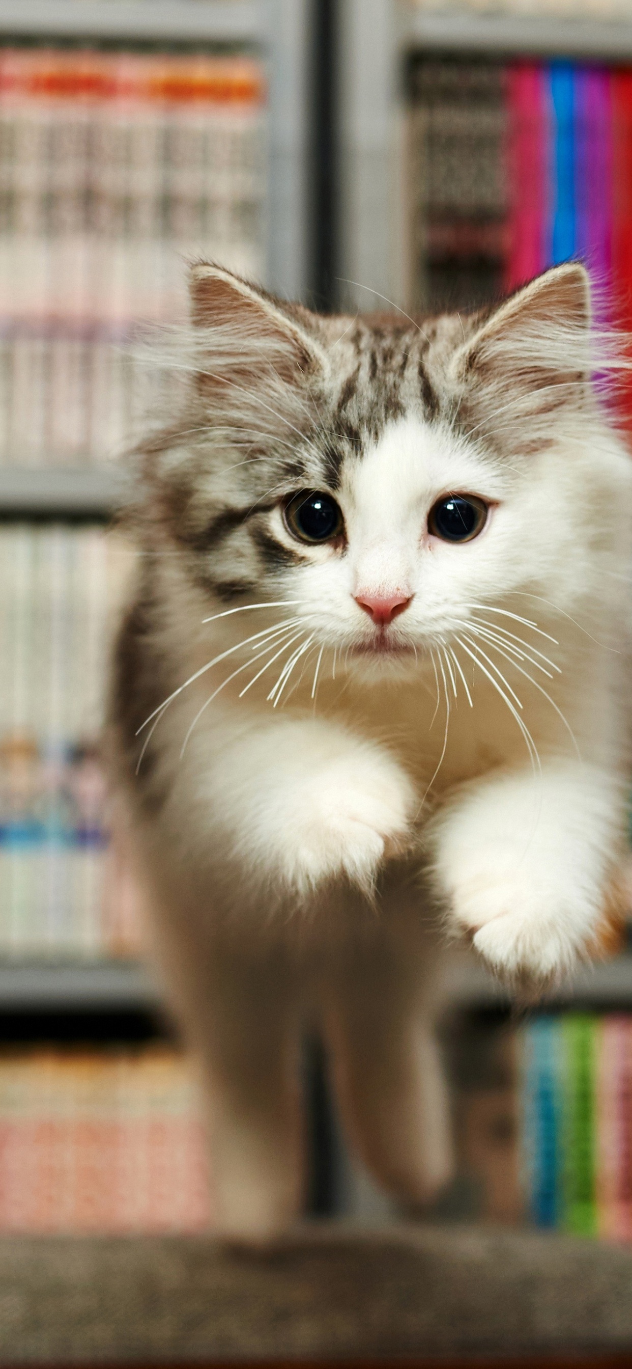 Обои бакенбарды, персидская кошка, европейская короткошерстная, норвежский лесной кот, датский дог в разрешении 1242x2688