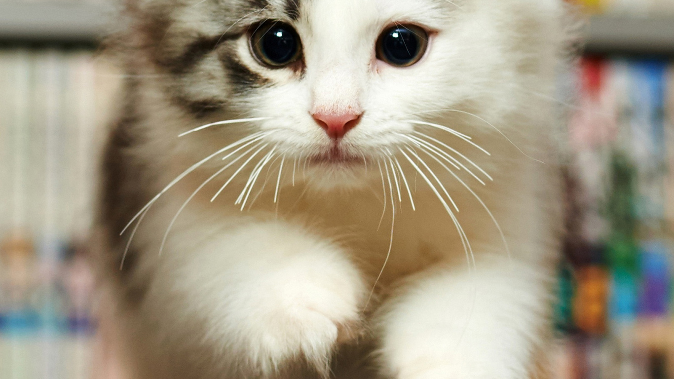 Обои бакенбарды, персидская кошка, европейская короткошерстная, норвежский лесной кот, датский дог в разрешении 1366x768