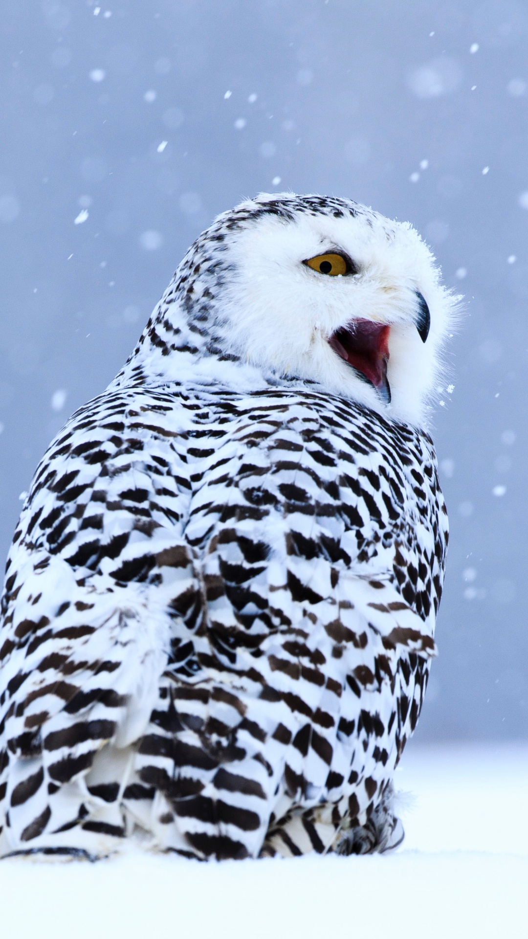 Обои Снежная сова, хищная птица, сова, птица, клюв в разрешении 1080x1920