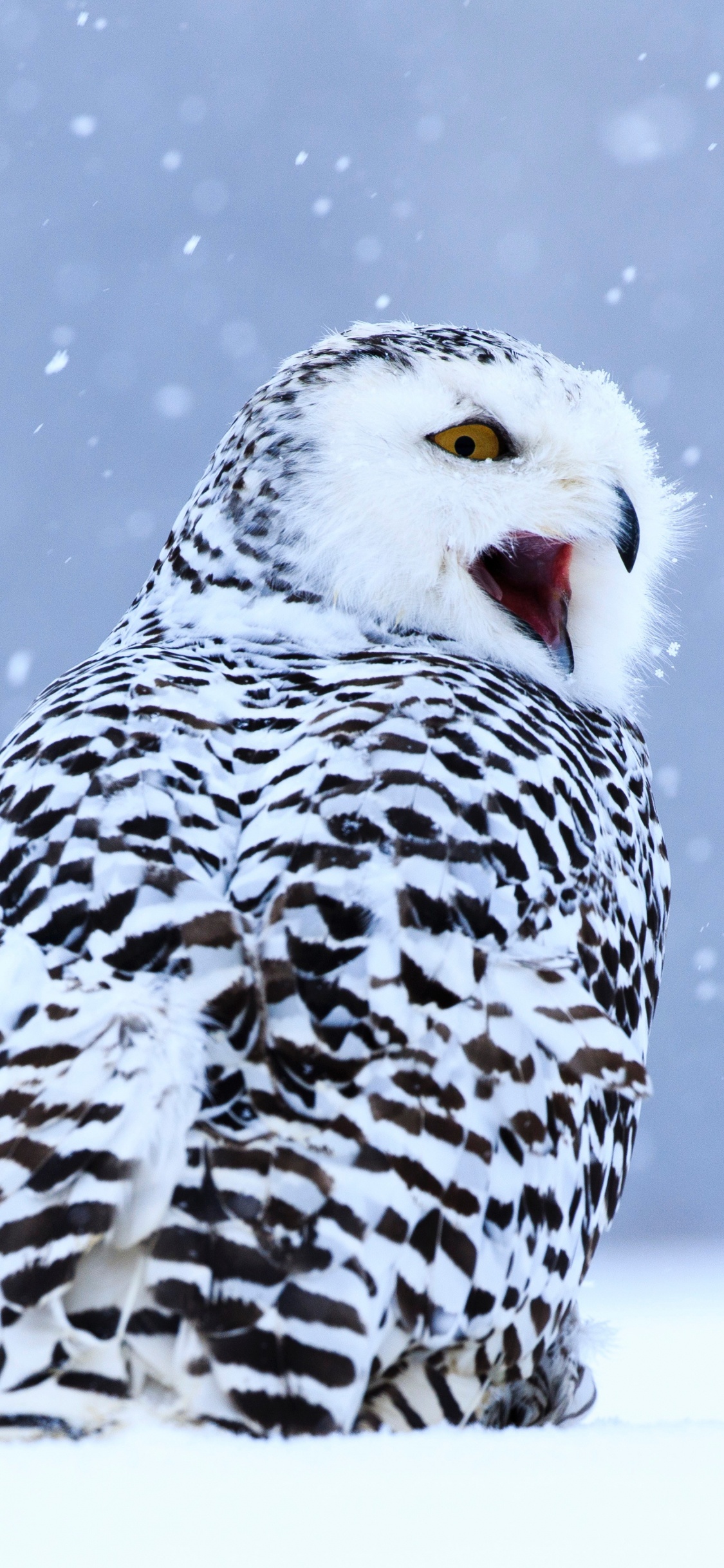 Обои Снежная сова, хищная птица, сова, птица, клюв в разрешении 1125x2436