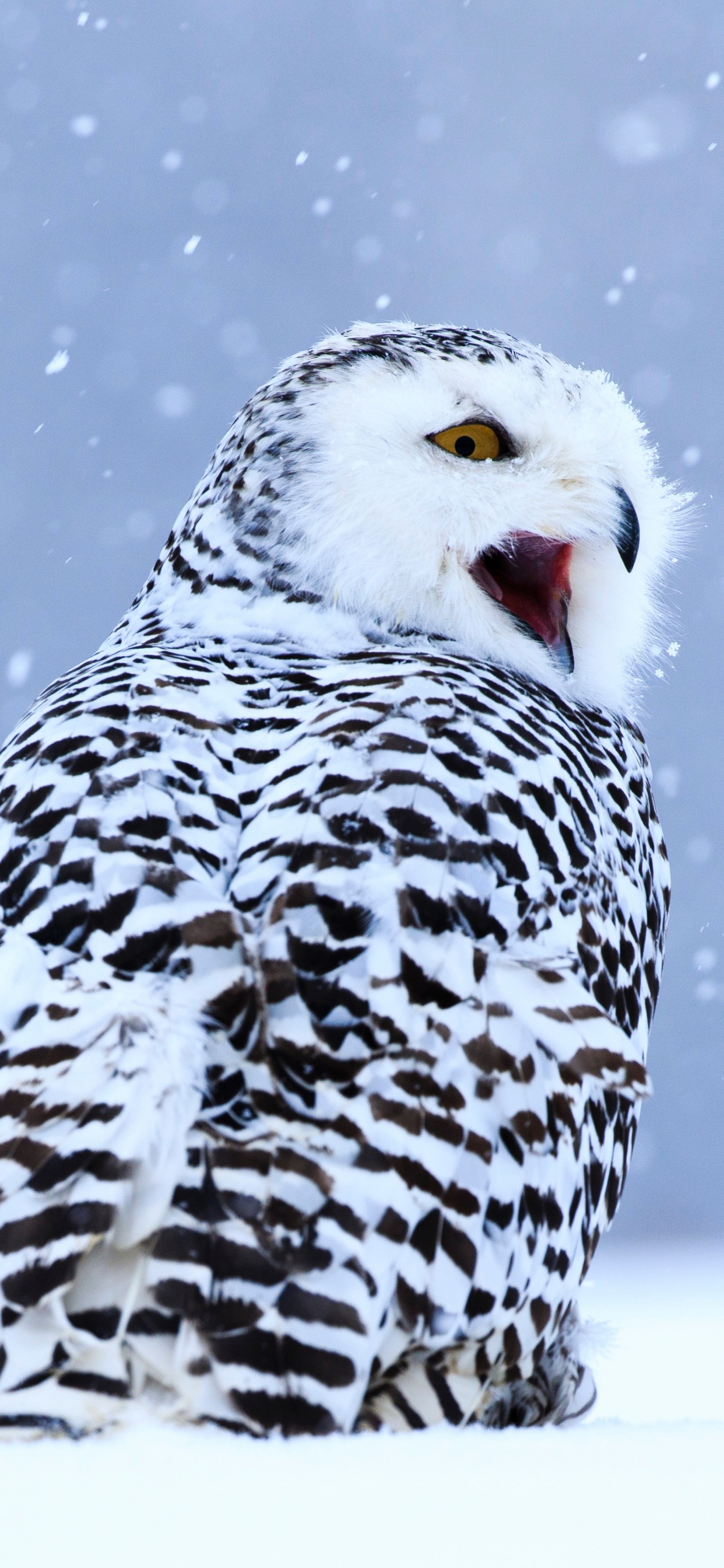 Обои Снежная сова, хищная птица, сова, птица, клюв в разрешении 1242x2688