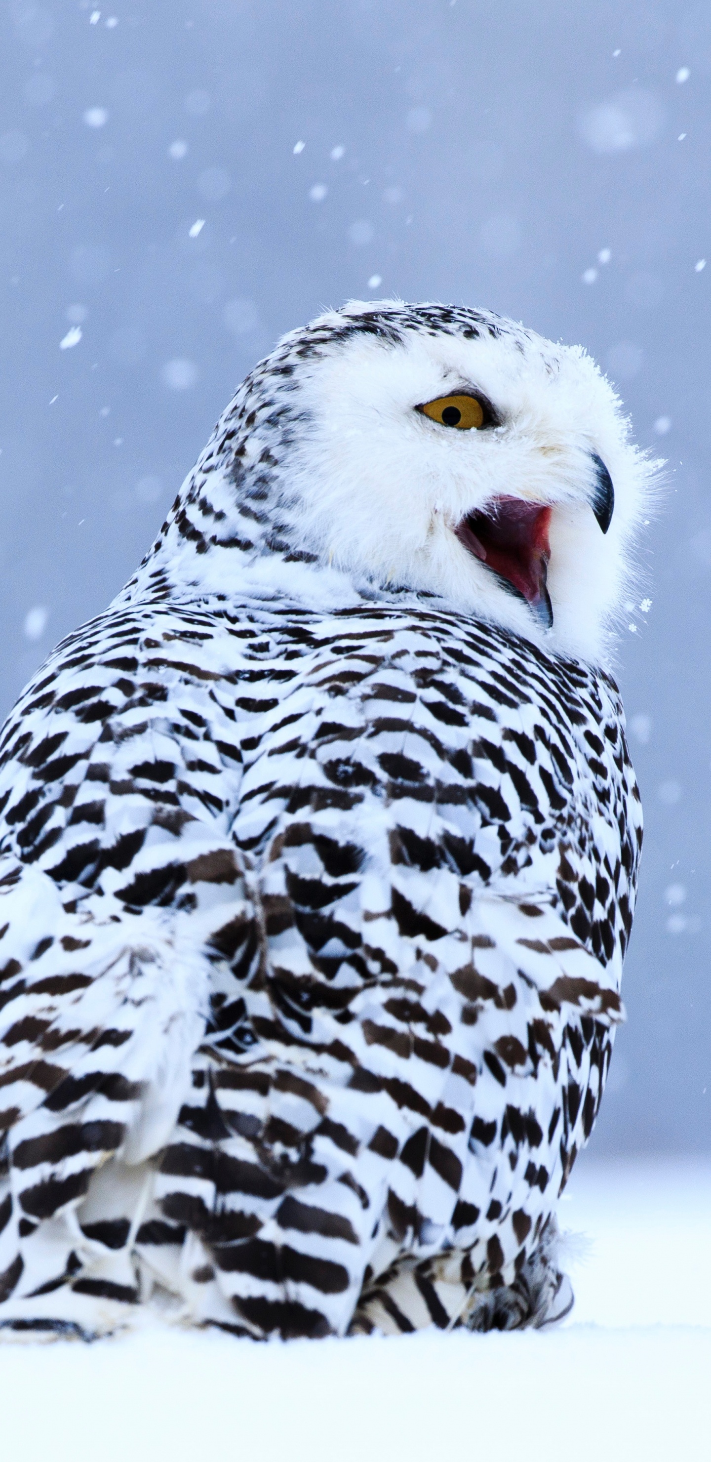 Обои Снежная сова, хищная птица, сова, птица, клюв в разрешении 1440x2960