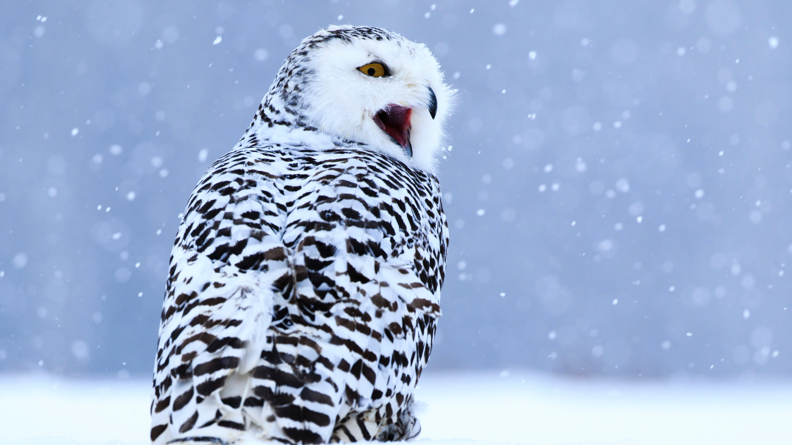 Обои Снежная сова, хищная птица, сова, птица, клюв в разрешении 2560x1440