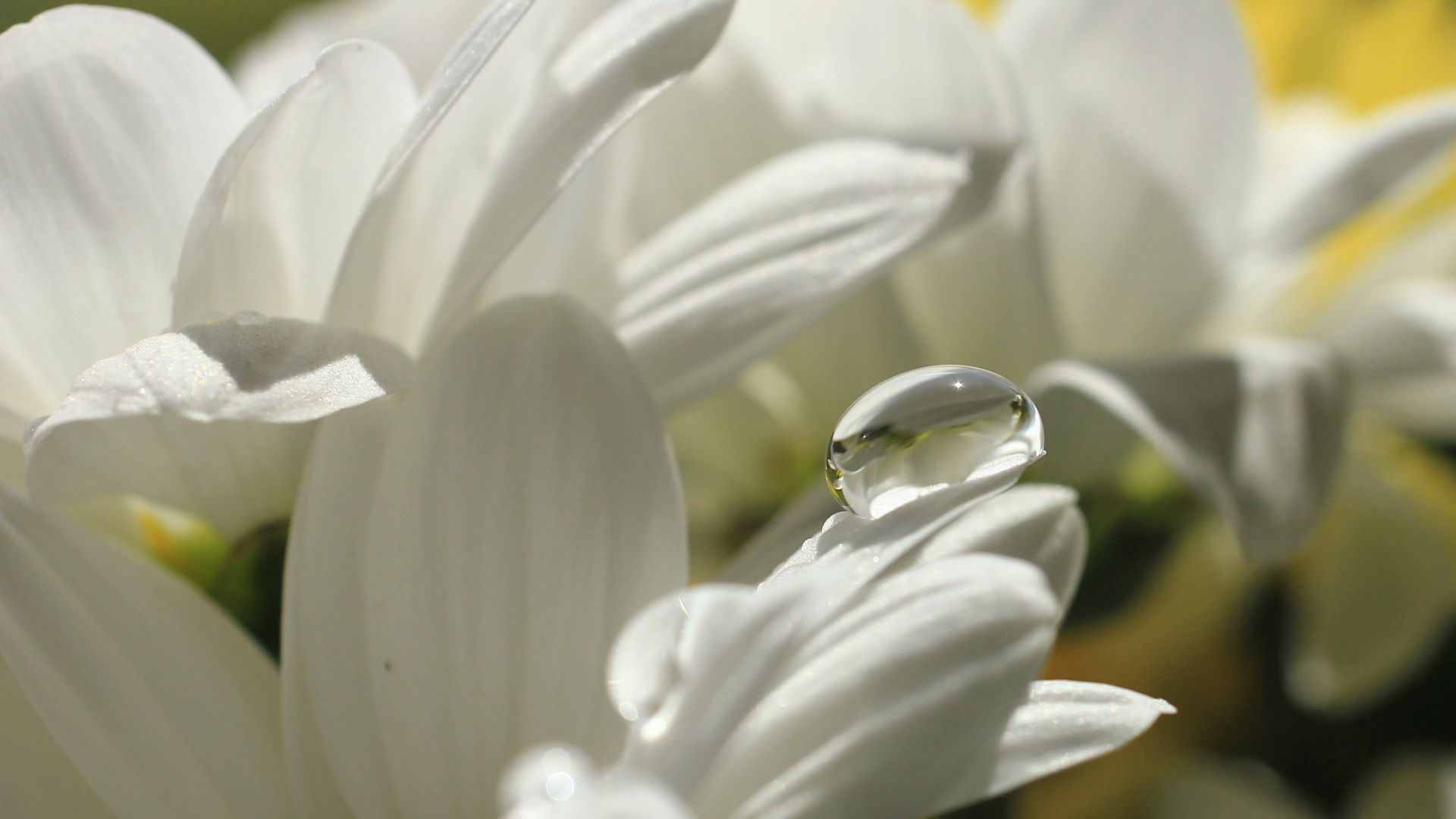 Обои белые, лепесток, растение, весна, расцвет в разрешении 1920x1080