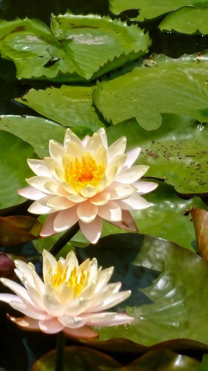 Обои водное растение, лотоса семьи, священный Лотос, Лотос орехоносный, Флора в разрешении 720x1280