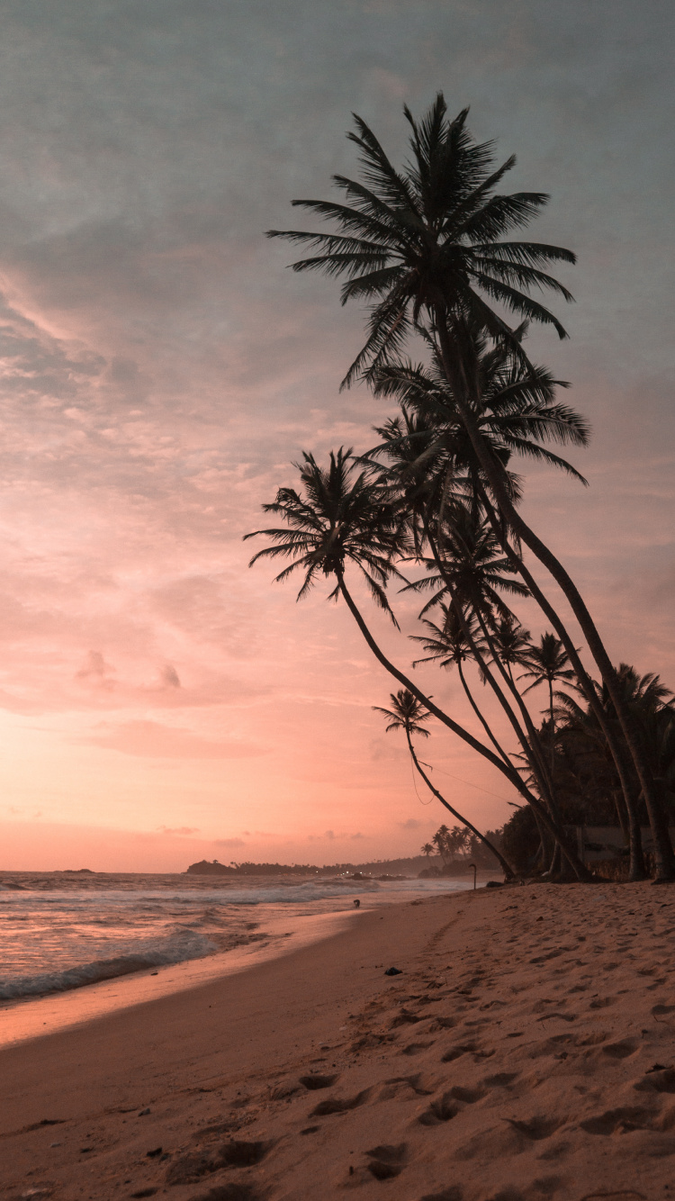 Обои закат, Кокос, пальмовые рощи, облако, вода в разрешении 750x1334