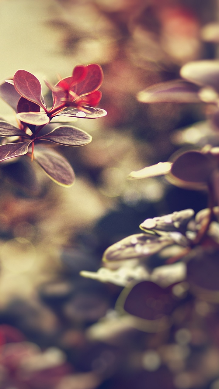 Обои весна, лепесток, расцвет, осень, ветвь в разрешении 720x1280