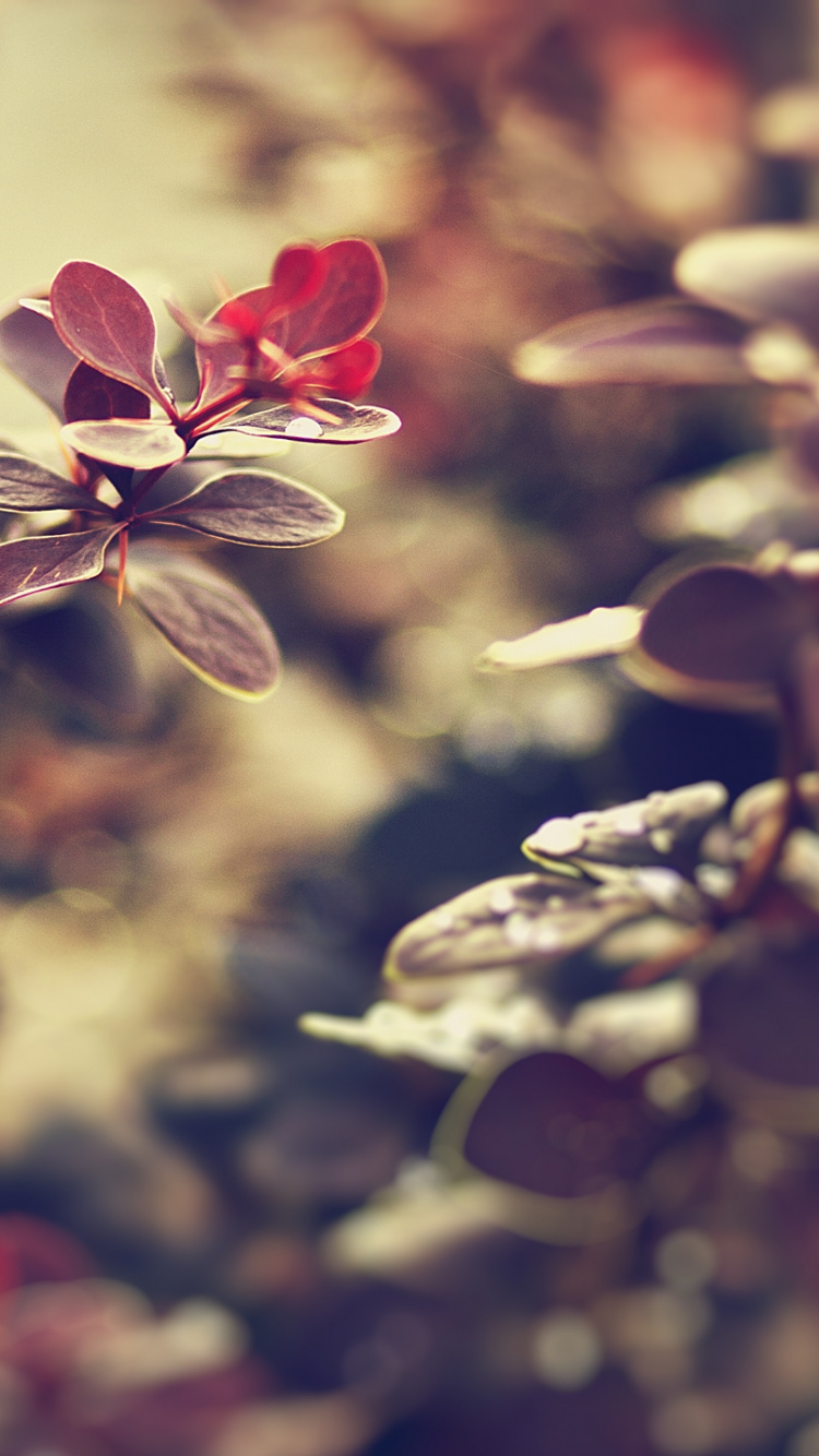 Обои весна, лепесток, расцвет, осень, ветвь в разрешении 750x1334