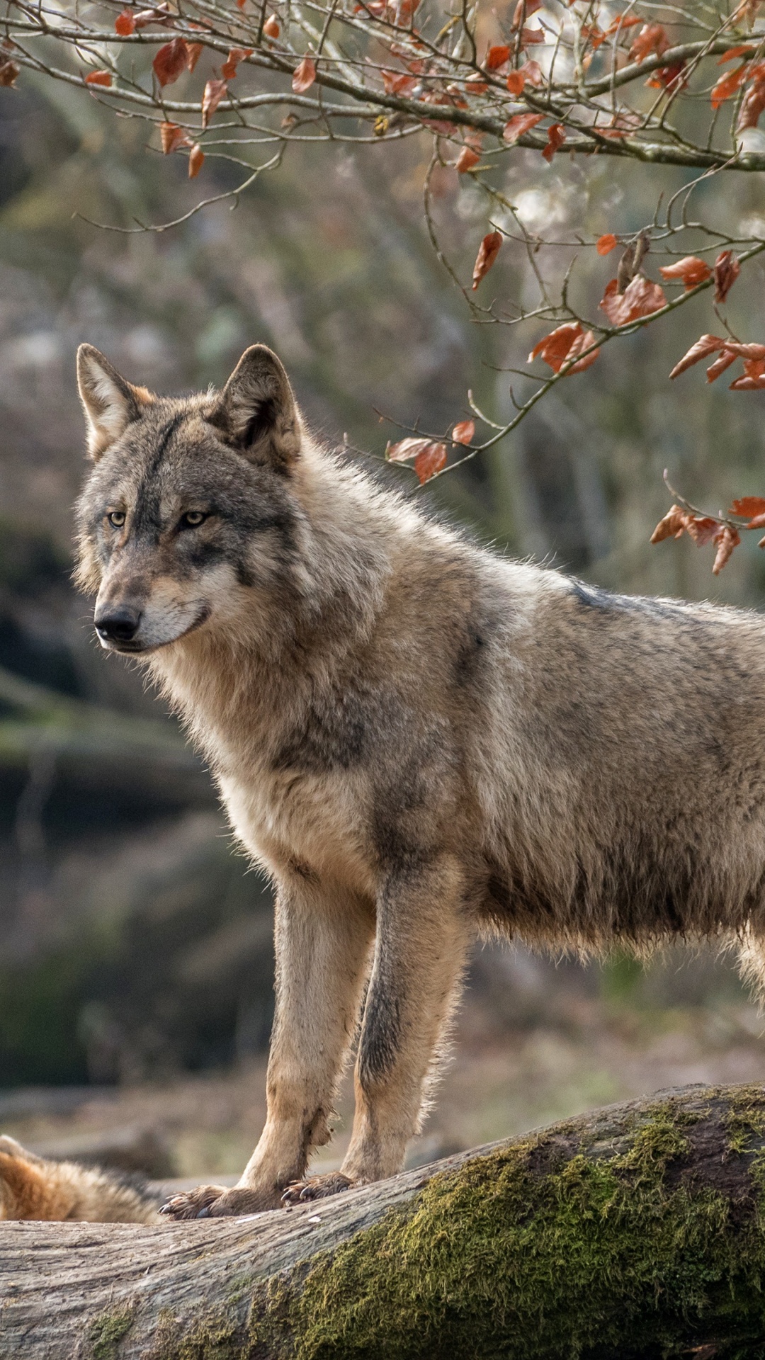 Обои волк, живая природа, Койот, пес, лес в разрешении 1080x1920