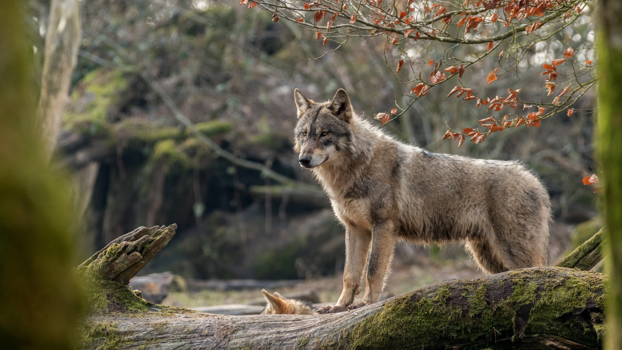 Обои волк, живая природа, Койот, пес, лес в разрешении 1280x720