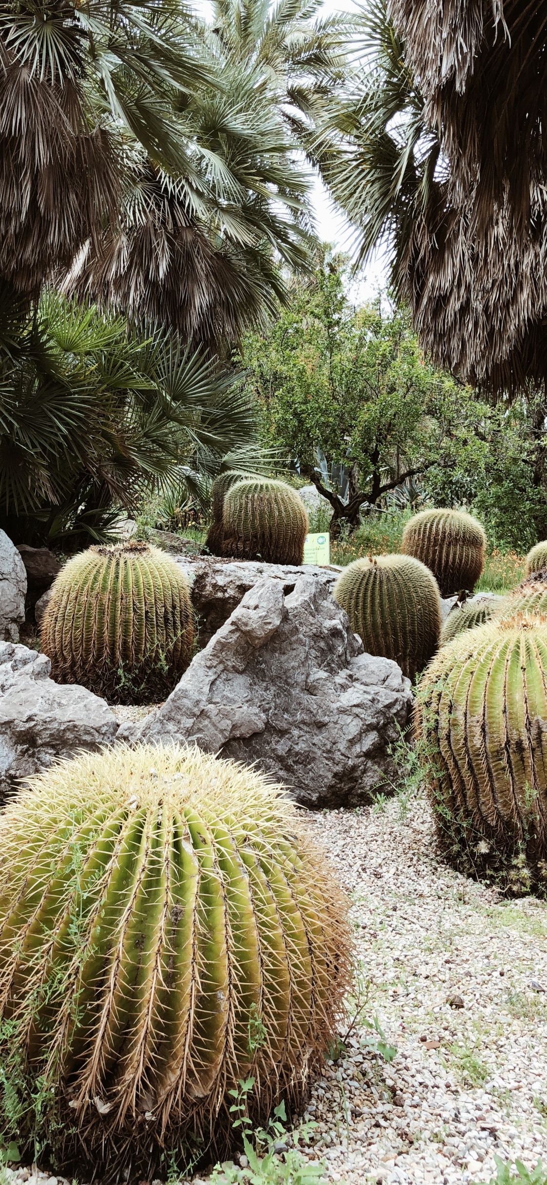 Обои растительность, кустарник, Ботанический сад, трава, биом в разрешении 1125x2436