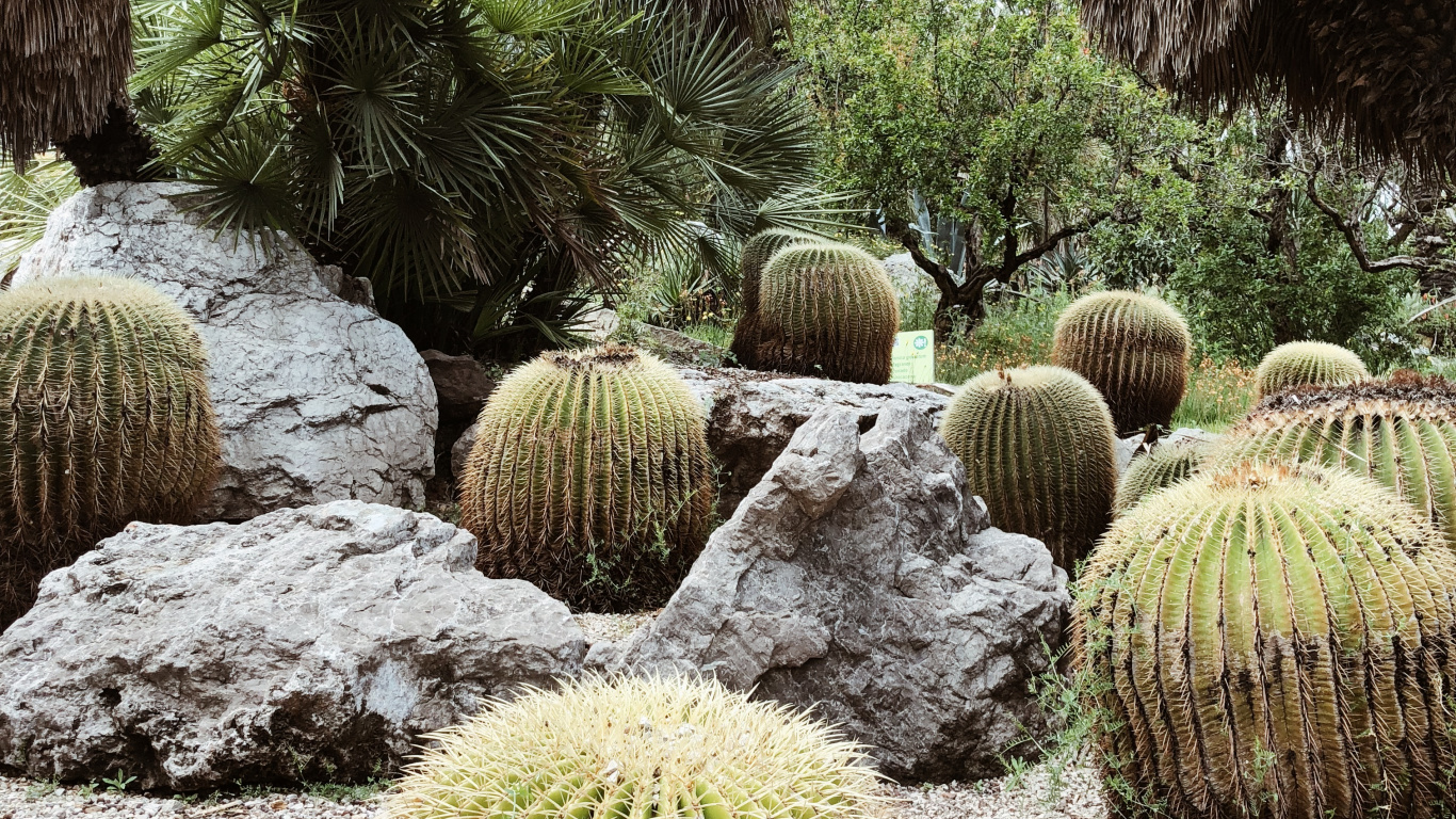 Обои растительность, кустарник, Ботанический сад, трава, биом в разрешении 1366x768