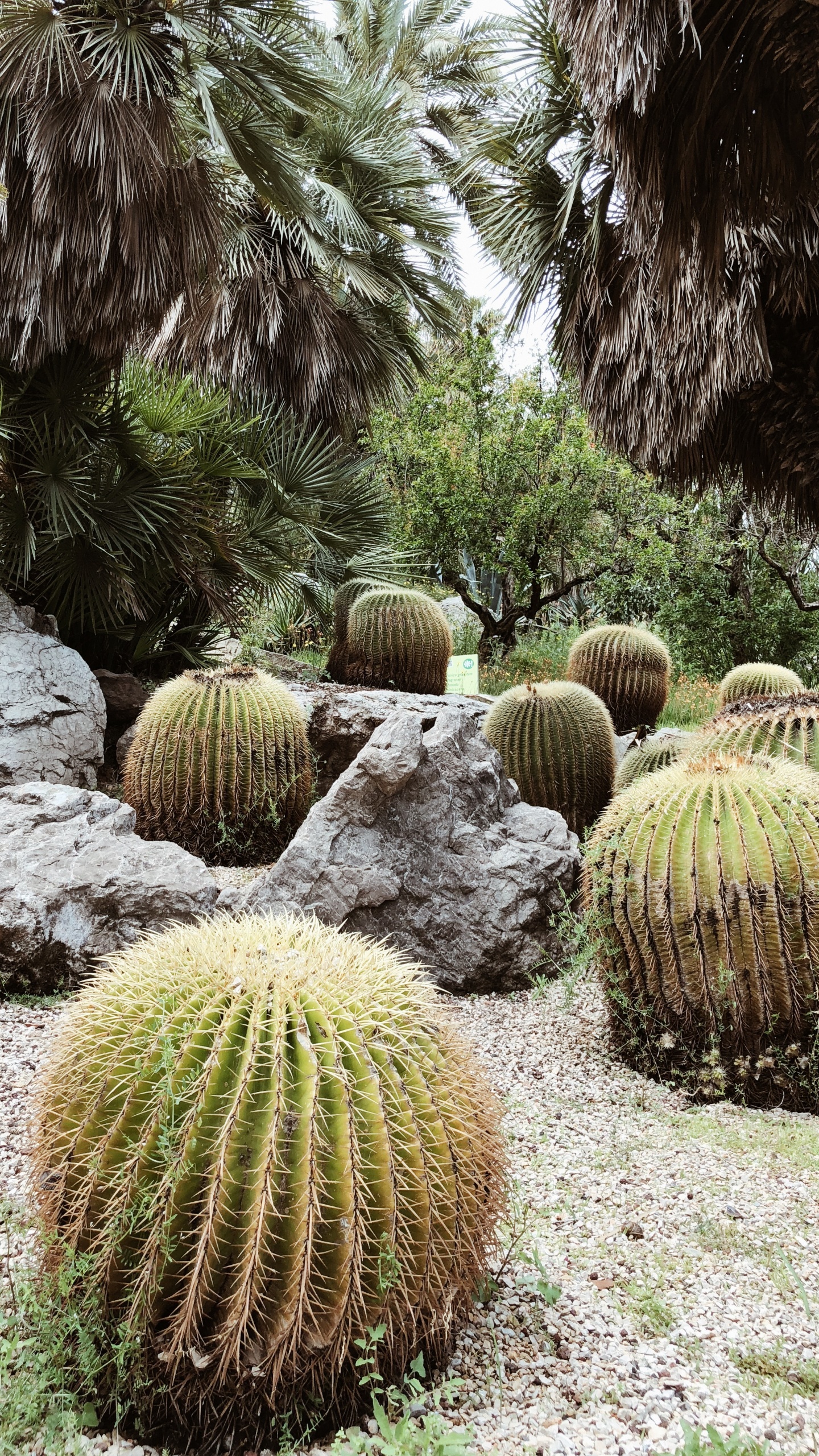 Обои растительность, кустарник, Ботанический сад, трава, биом в разрешении 1440x2560