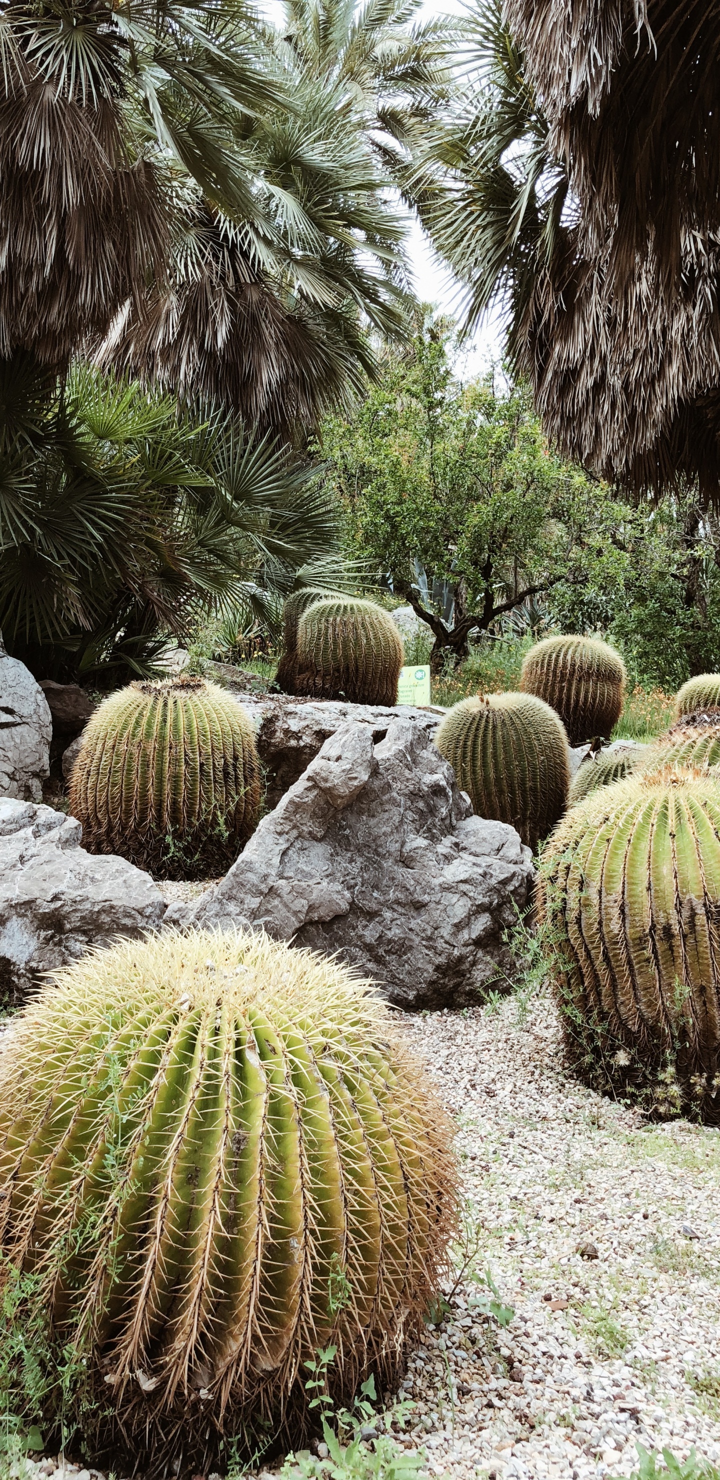 Обои растительность, кустарник, Ботанический сад, трава, биом в разрешении 1440x2960