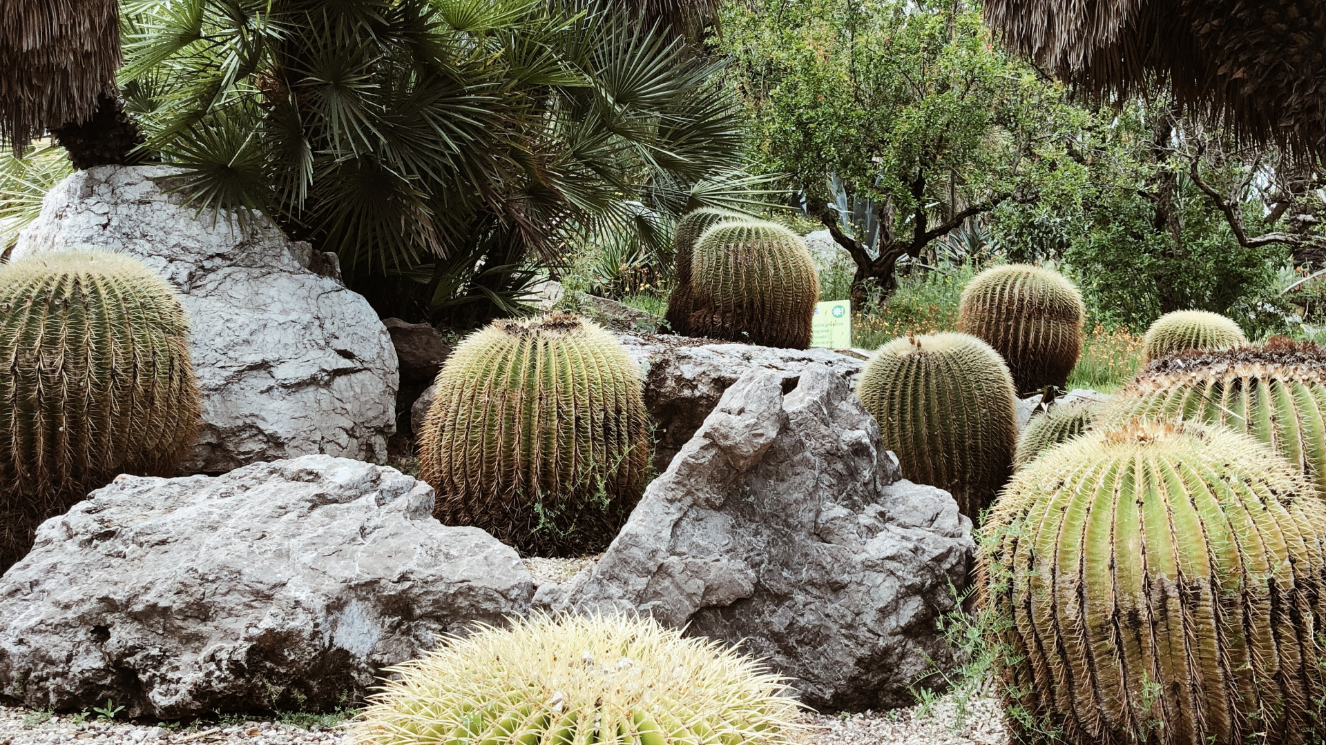 Обои растительность, кустарник, Ботанический сад, трава, биом в разрешении 1920x1080