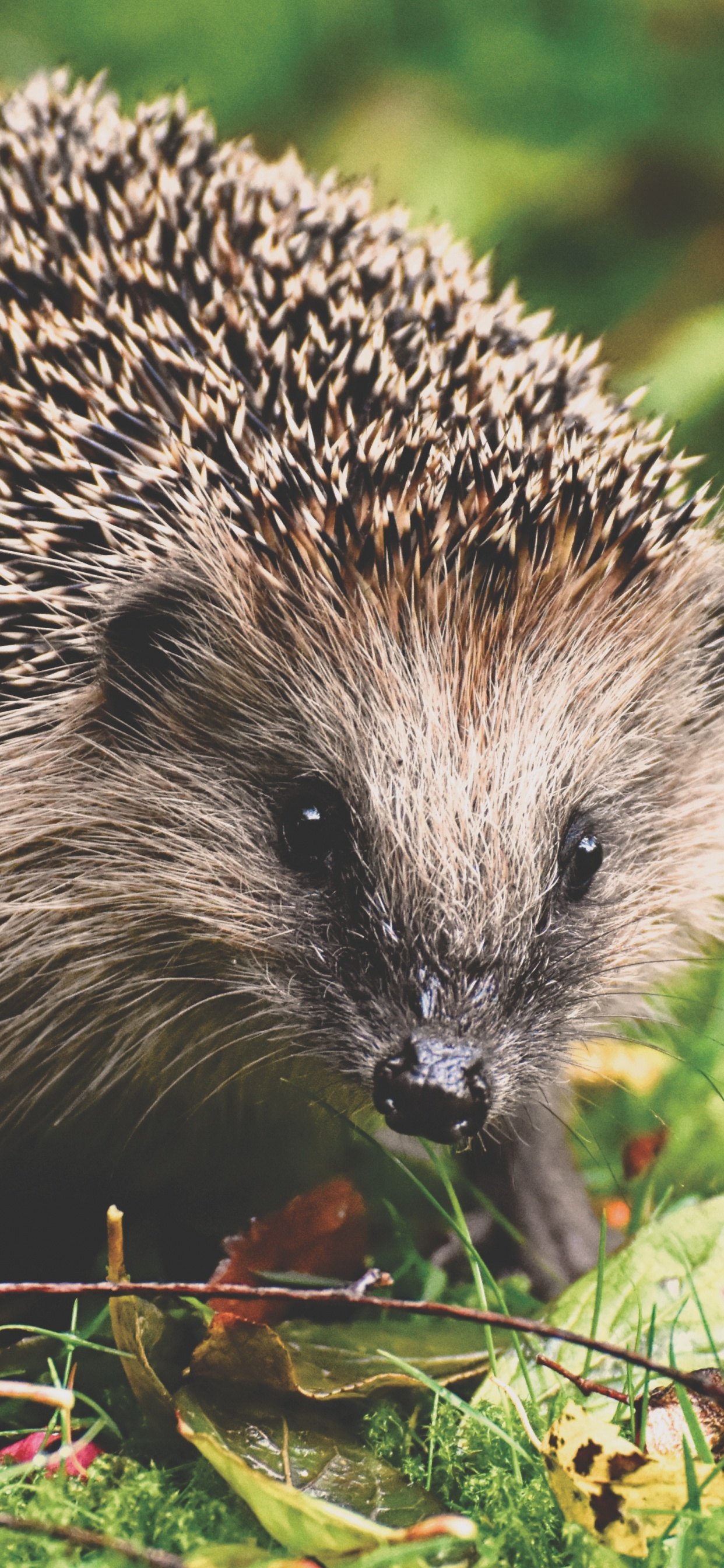 Обои ежик, Европейский ежик, erinaceidae, дикобраз, наземные животные в разрешении 1242x2688