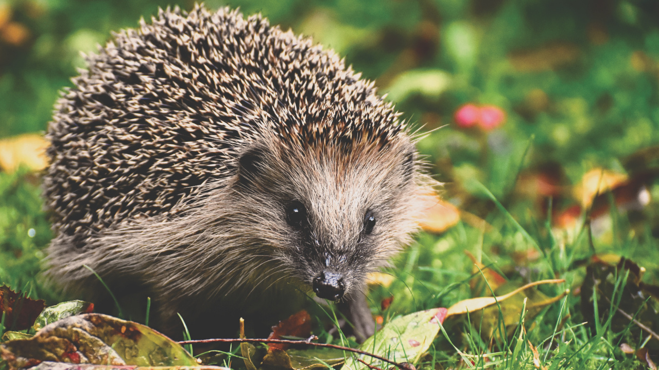 Обои ежик, Европейский ежик, erinaceidae, дикобраз, наземные животные в разрешении 1280x720