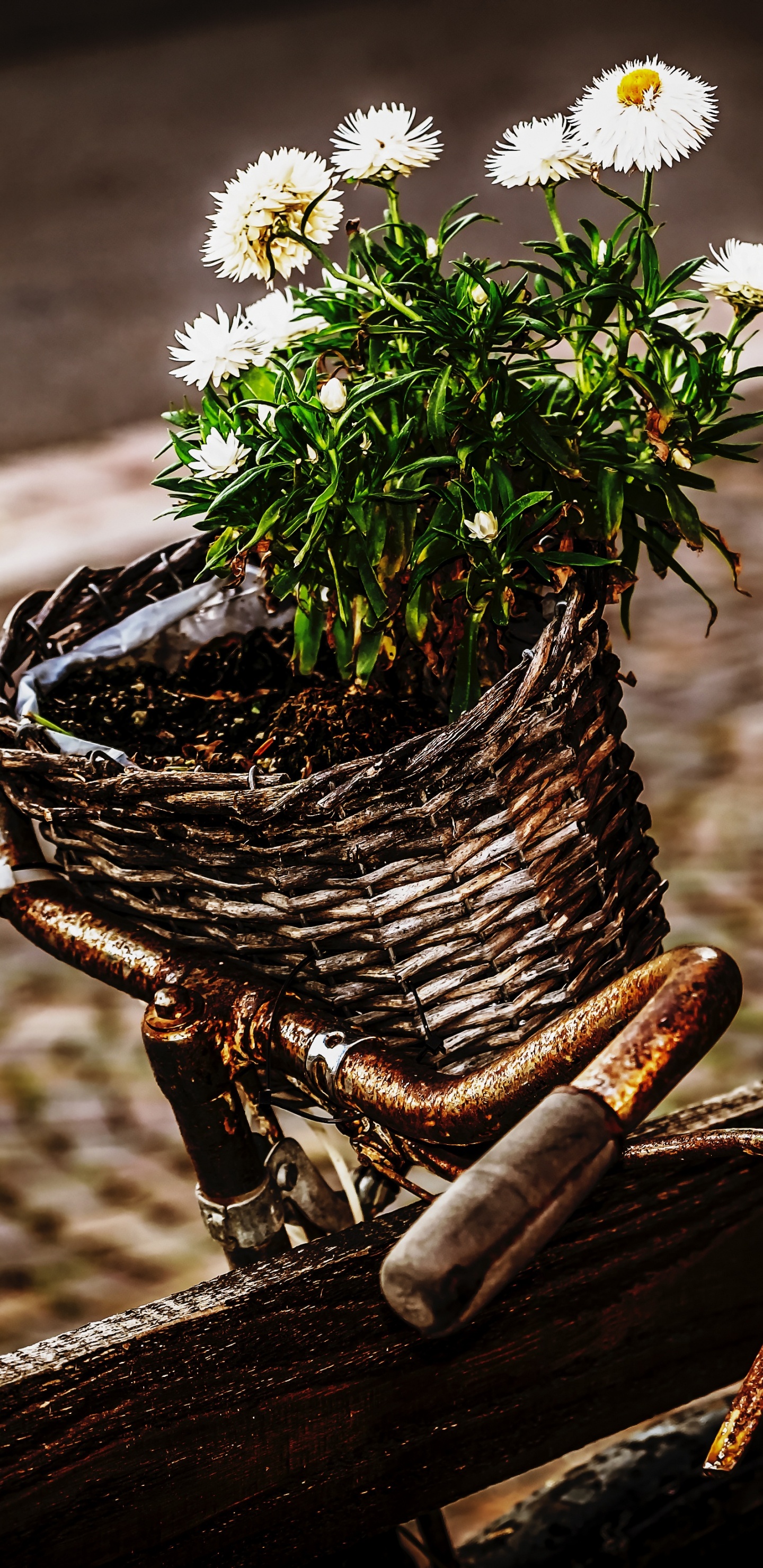 Обои велосипед, руль велосипеда, растение, комнатное растение, дерево в разрешении 1440x2960