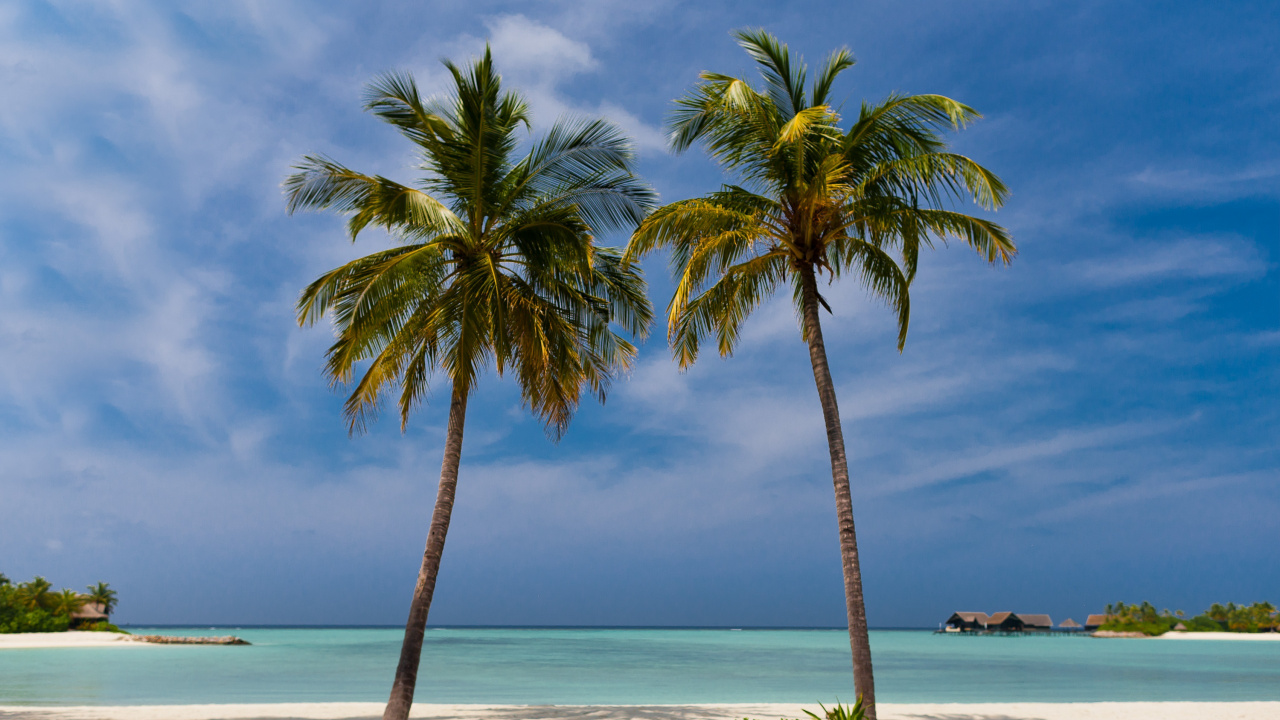 Обои дерево, тропическая зона, Пальма, Карибский бассейн, Вамо в Hacelo в разрешении 1280x720
