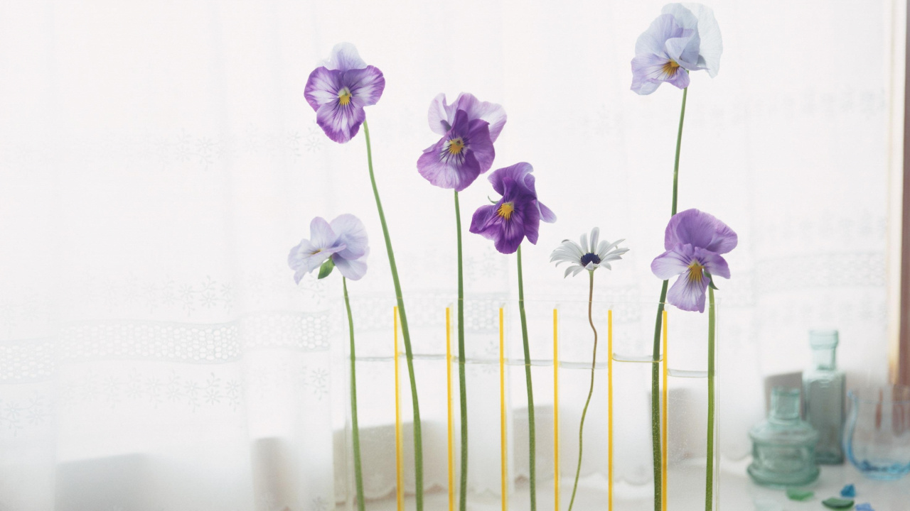 Обои ваза, цветковое растение, лепесток, пурпур, Фиолетовый в разрешении 1280x720