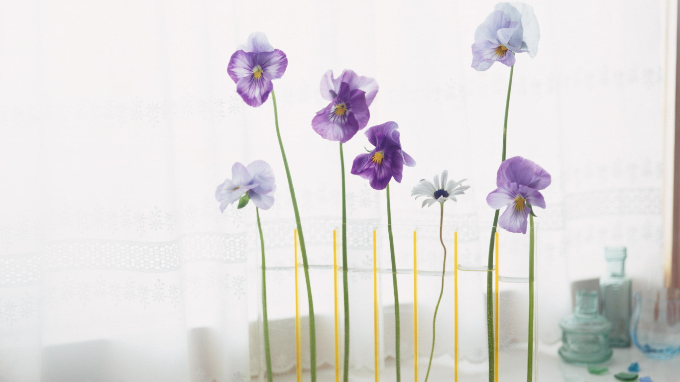 Обои ваза, цветковое растение, лепесток, пурпур, Фиолетовый в разрешении 1366x768