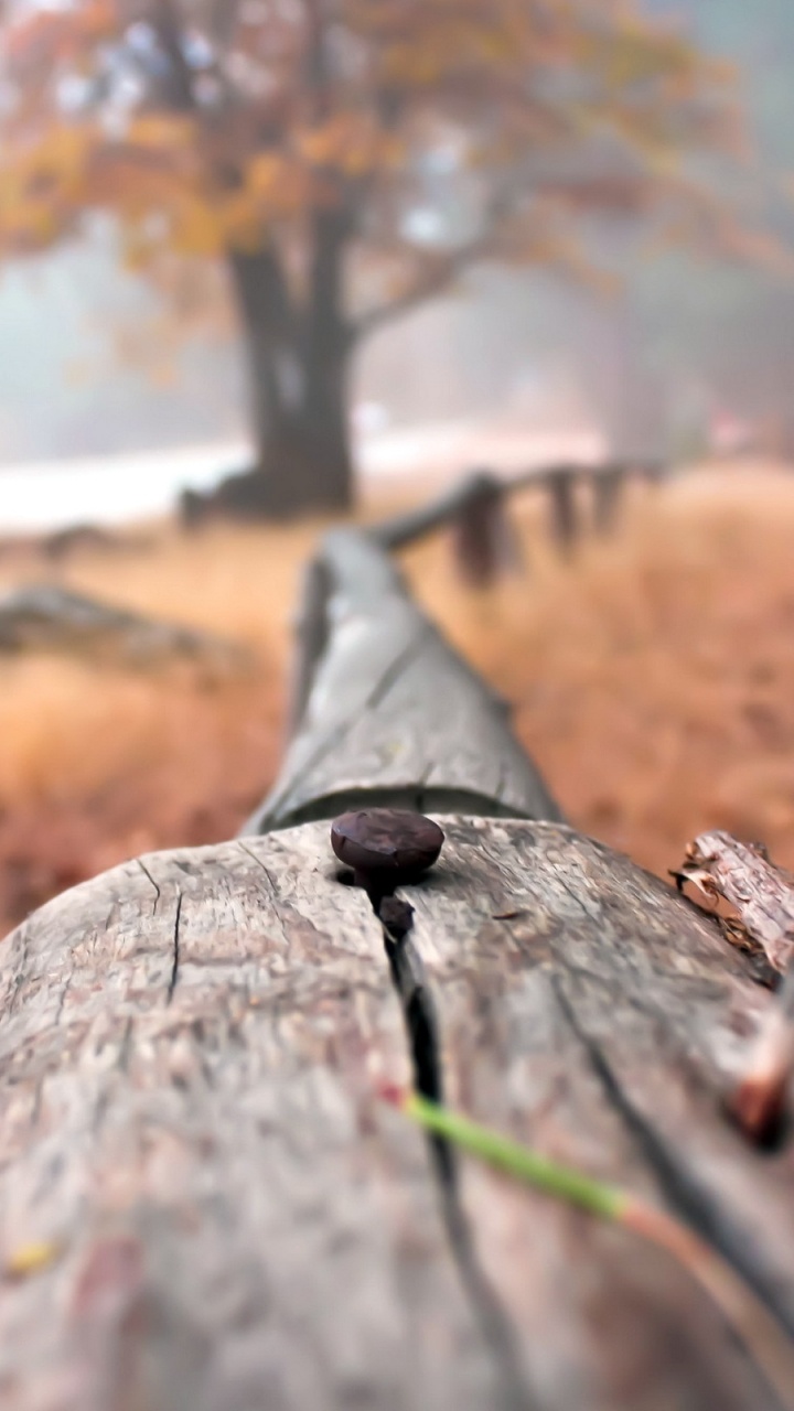 Обои дерево, солнечный свет, ветка, фото, макро в разрешении 720x1280