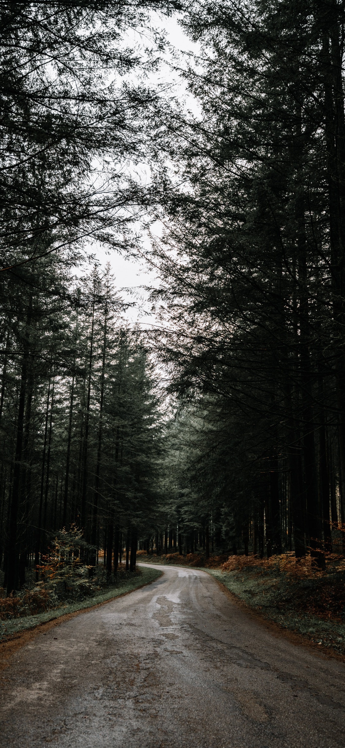 Обои природа, дерево, природный ландшафт, лес, дорога в разрешении 1125x2436