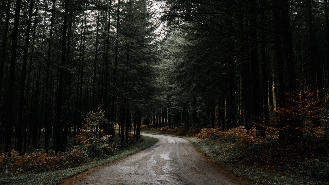 Обои природа, дерево, природный ландшафт, лес, дорога в разрешении 1366x768