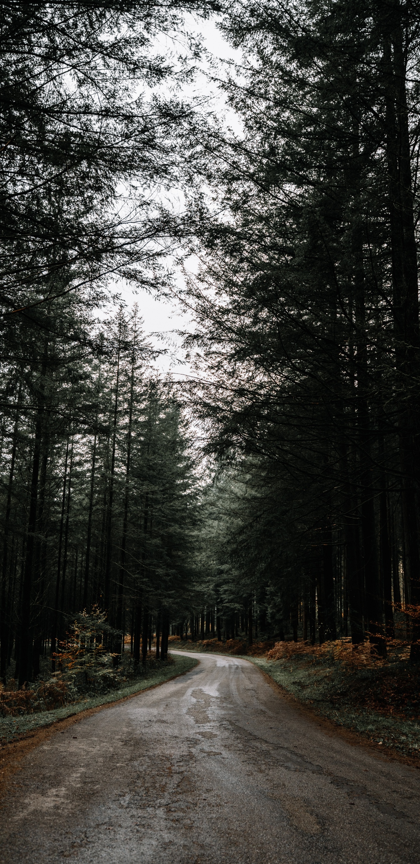 Обои природа, дерево, природный ландшафт, лес, дорога в разрешении 1440x2960