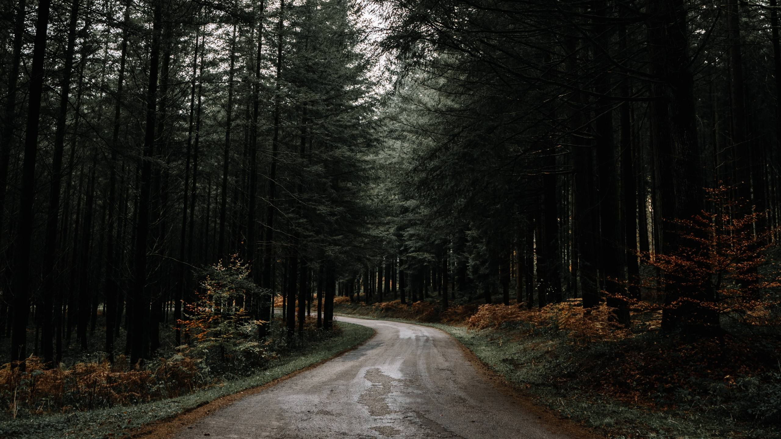 Обои природа, дерево, природный ландшафт, лес, дорога в разрешении 2560x1440