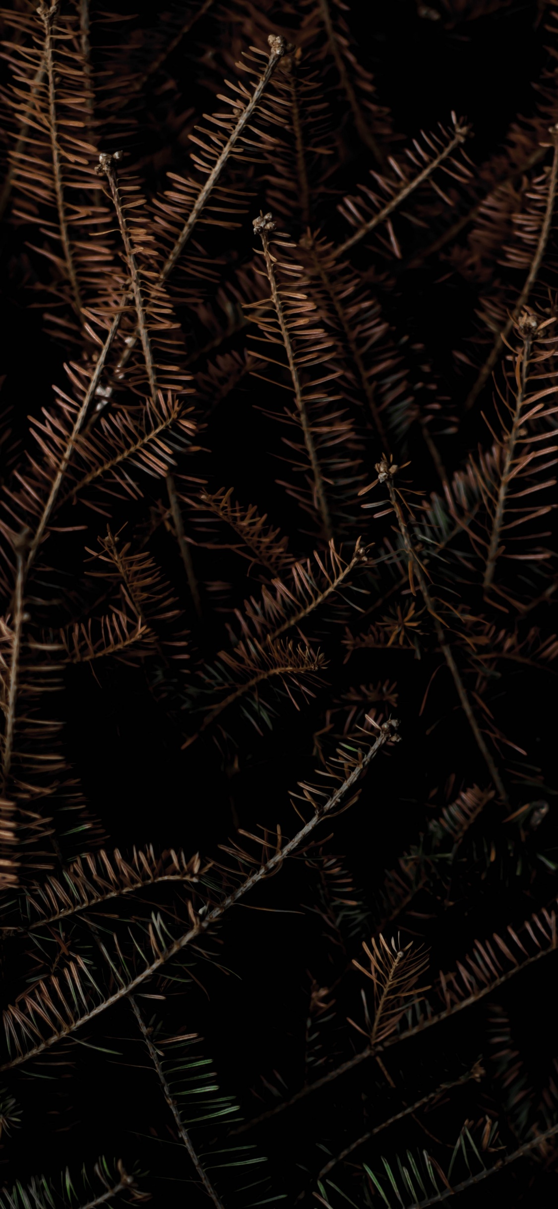 Обои черный и коричневый, постер, галлерикс, графика, арт в разрешении 1125x2436