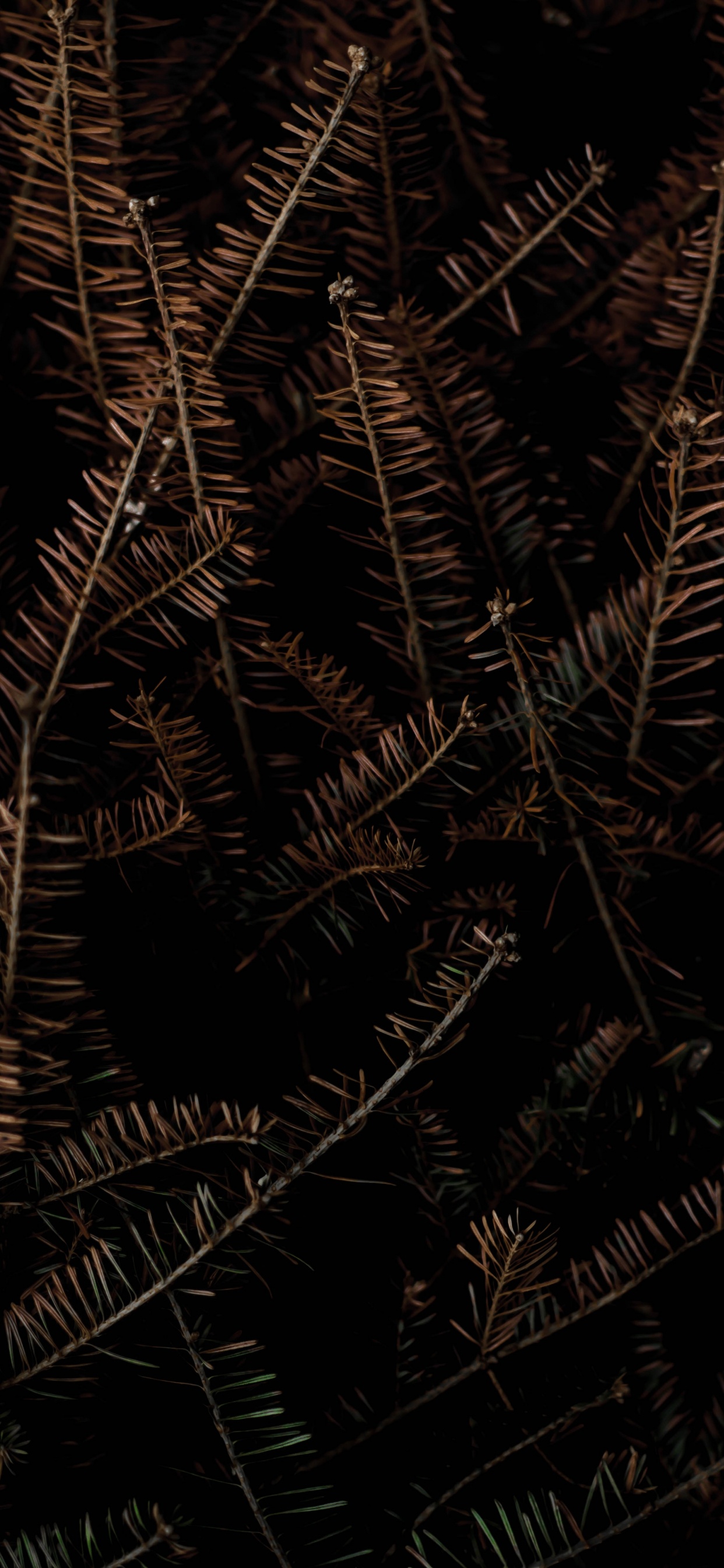 Обои черный и коричневый, постер, галлерикс, графика, арт в разрешении 1242x2688