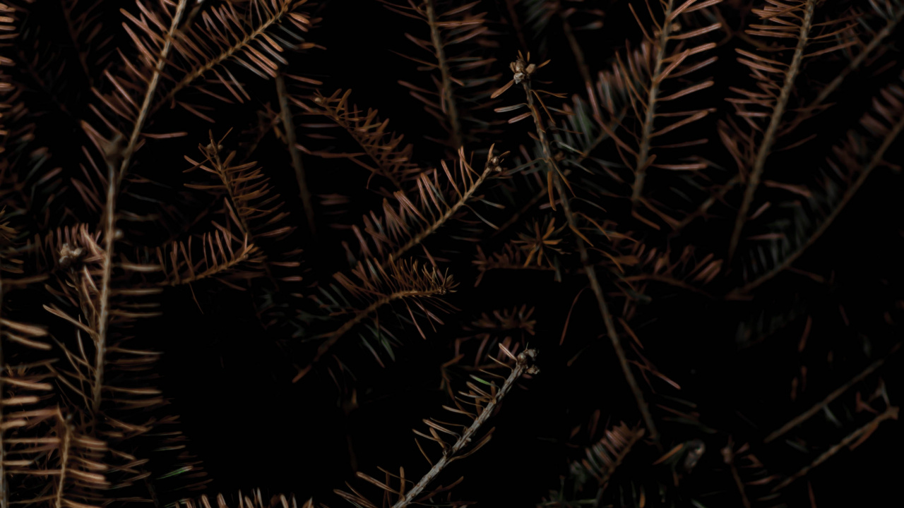 Обои черный и коричневый, постер, галлерикс, графика, арт в разрешении 1280x720