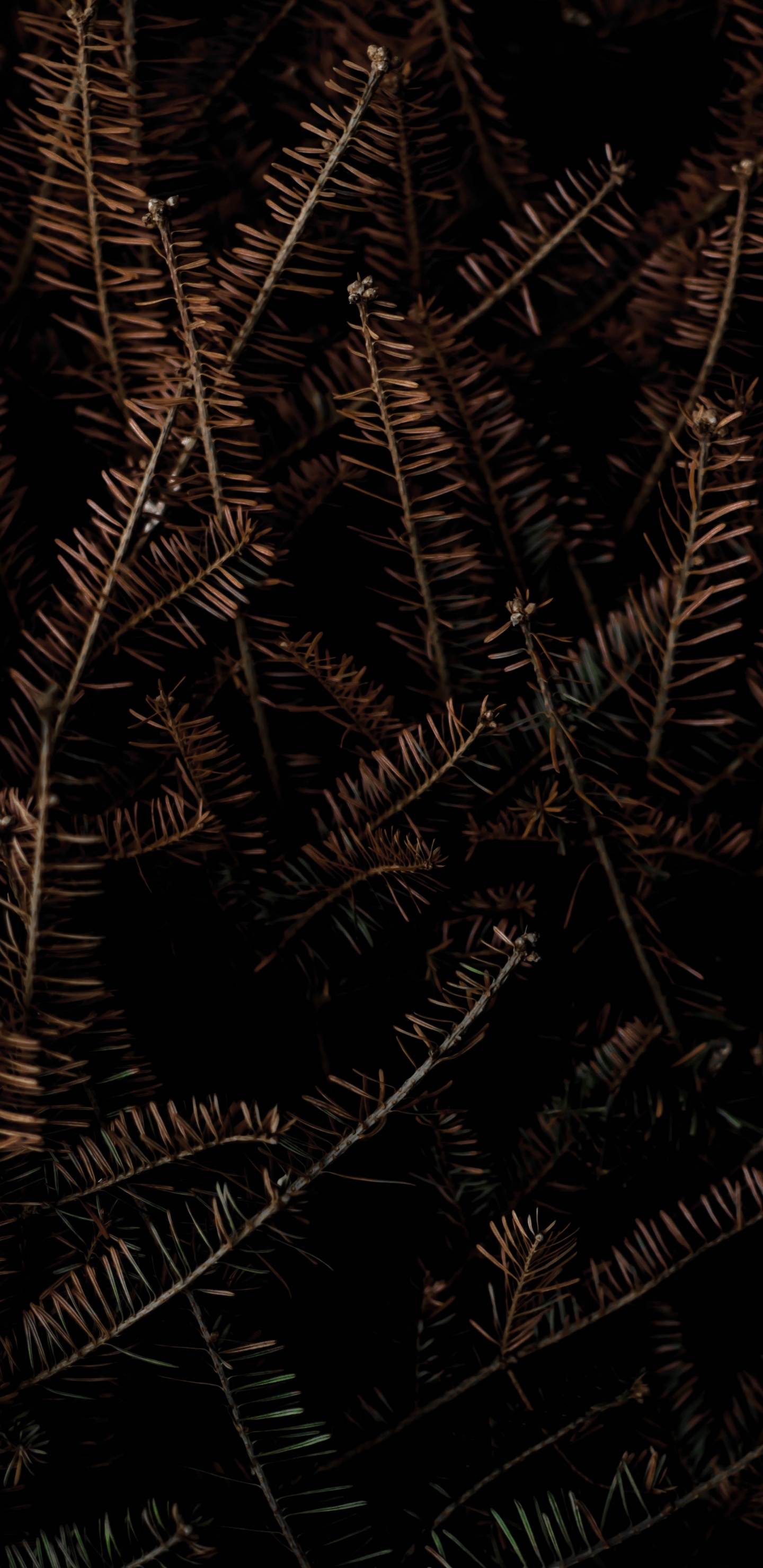 Обои черный и коричневый, постер, галлерикс, графика, арт в разрешении 1440x2960