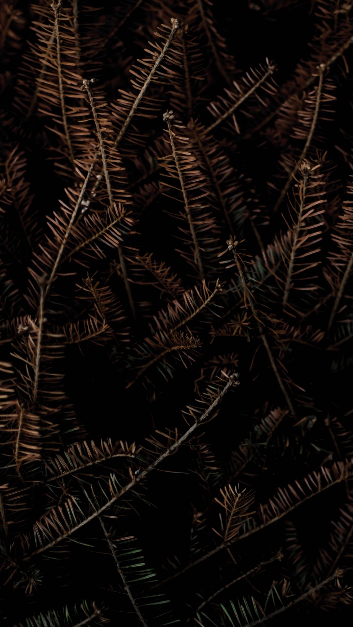 Обои черный и коричневый, постер, галлерикс, графика, арт в разрешении 720x1280