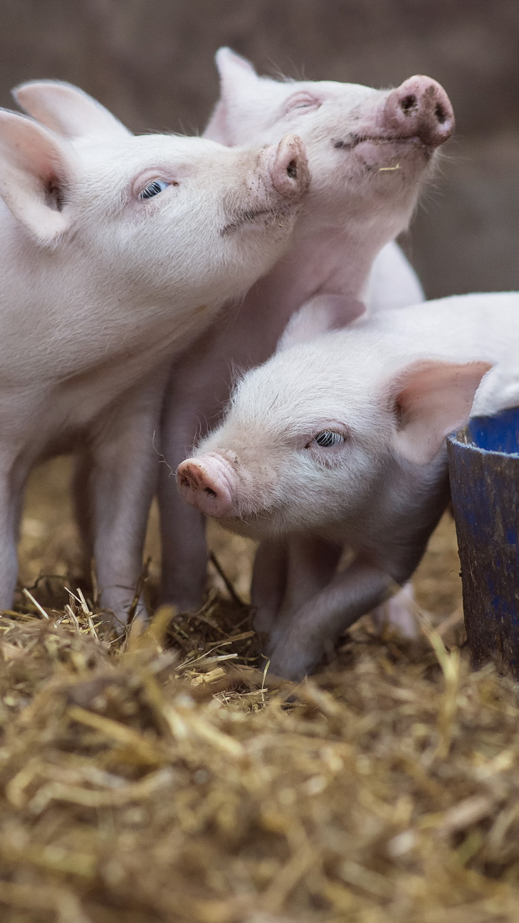 Обои домашний скот, морда, свинья, кот, животное в разрешении 750x1334