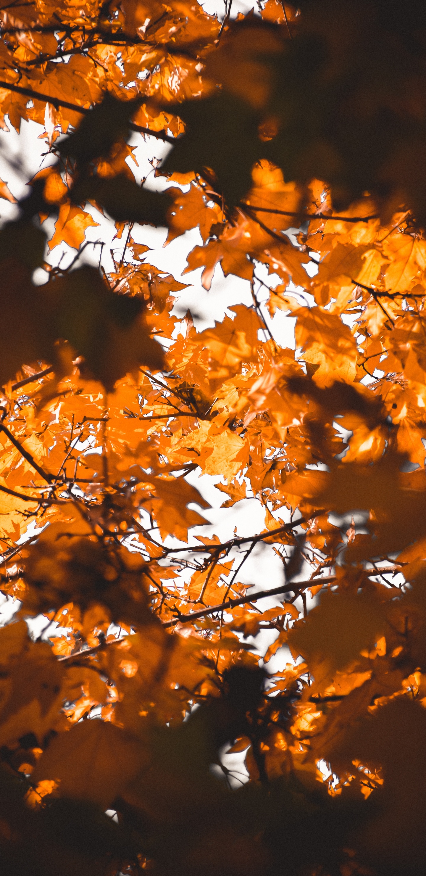 Обои лист, кленовый лист, ветвь, дерево, природа в разрешении 1440x2960