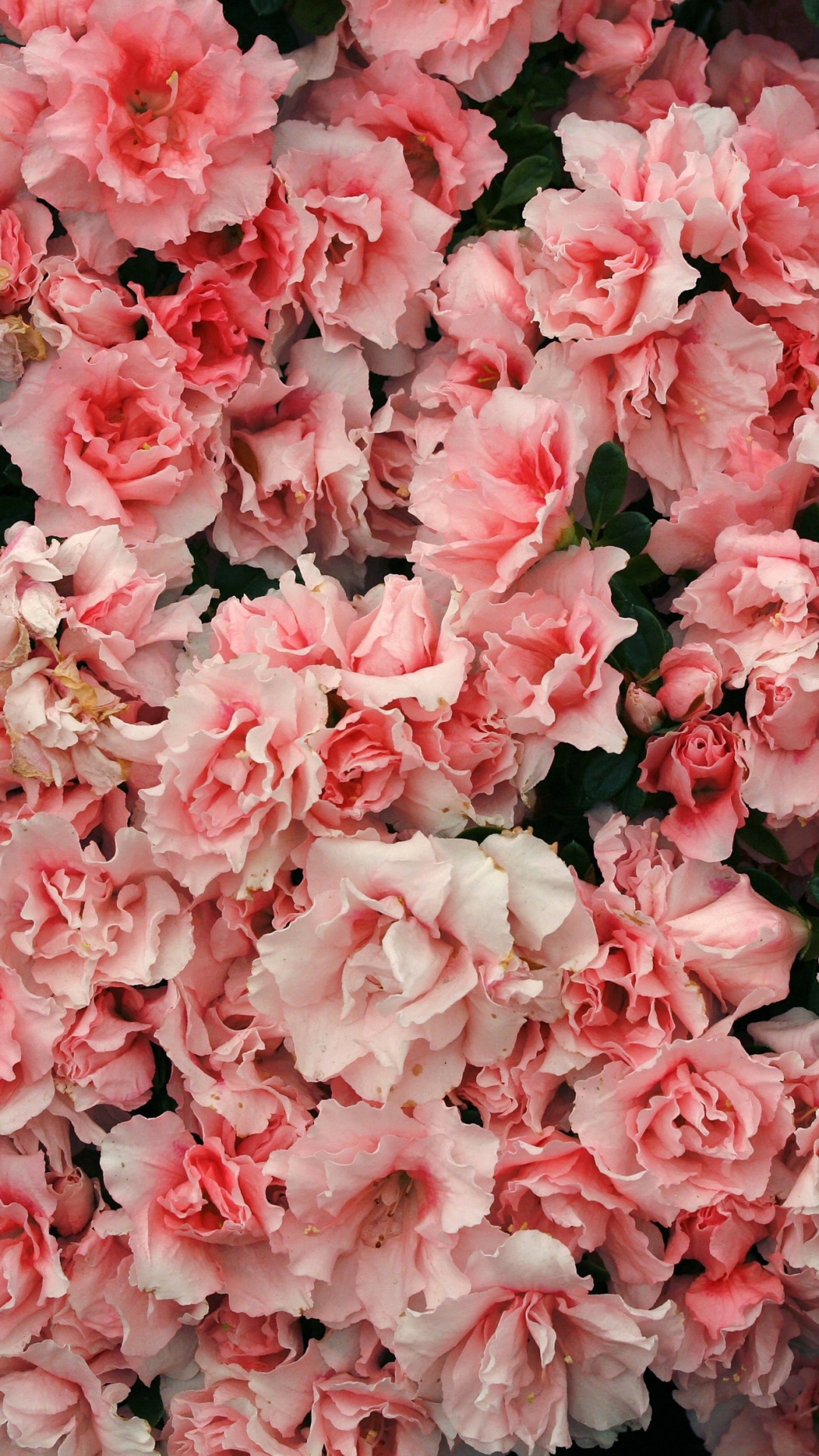 Обои цвет, Азалия, цветок, цветковое растение, розовый в разрешении 1080x1920