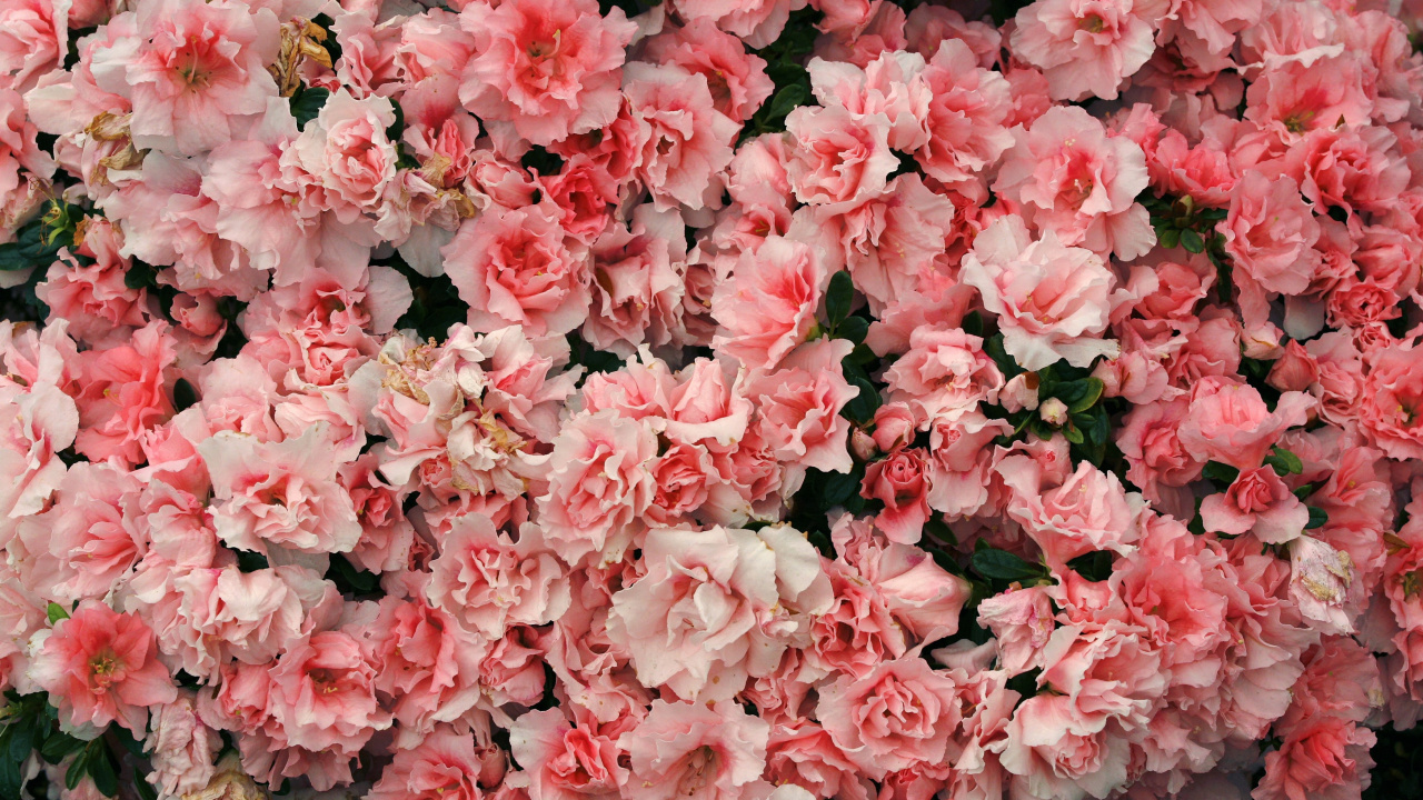 Обои цвет, Азалия, цветок, цветковое растение, розовый в разрешении 1280x720