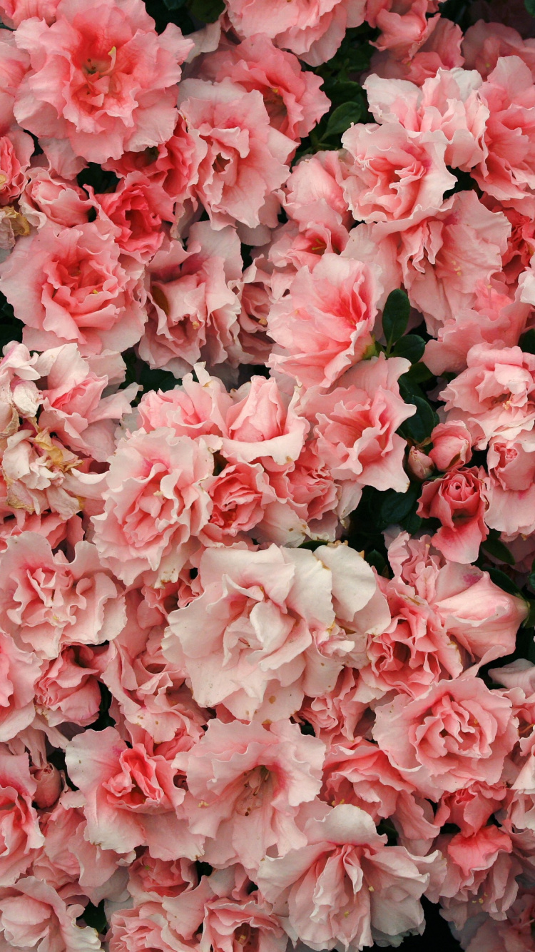 Обои цвет, Азалия, цветок, цветковое растение, розовый в разрешении 750x1334