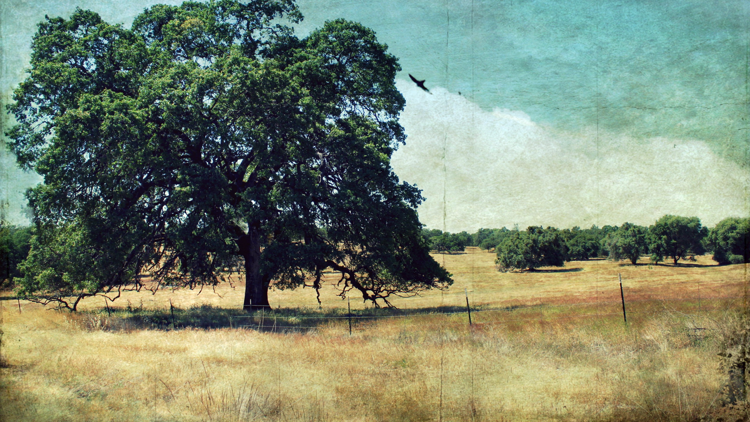 Обои пейзажная живопись, дерево, живопись, древесные растения, облако в разрешении 2560x1440
