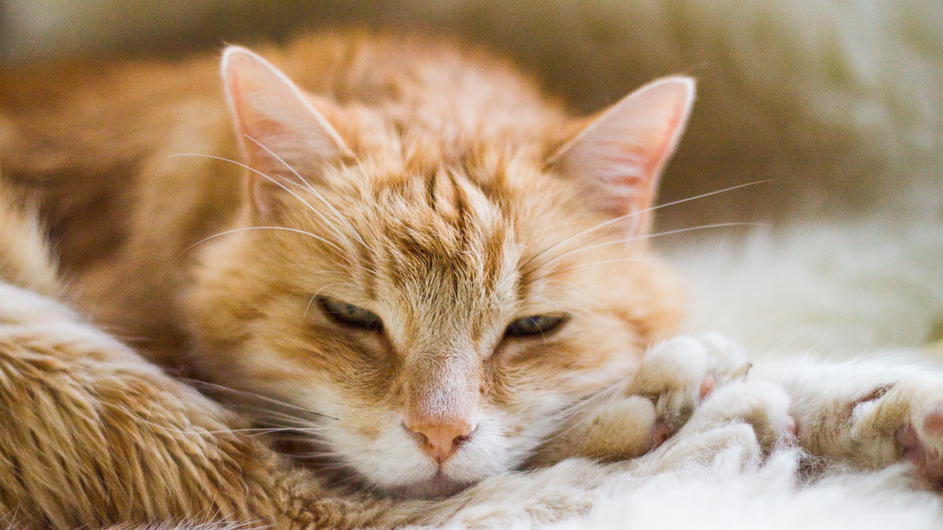 Обои полосатый кот, мейн кун, котенок, кошачьих, европейская короткошерстная в разрешении 1366x768