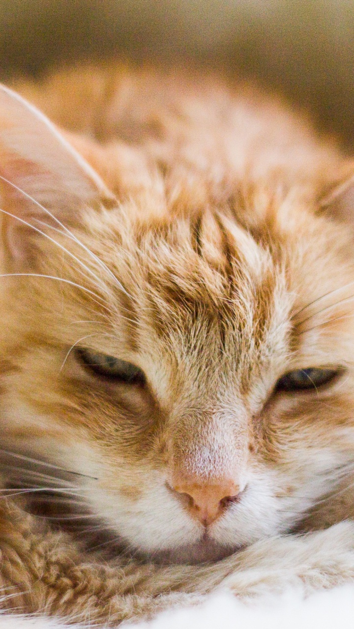 Обои полосатый кот, мейн кун, котенок, кошачьих, европейская короткошерстная в разрешении 720x1280