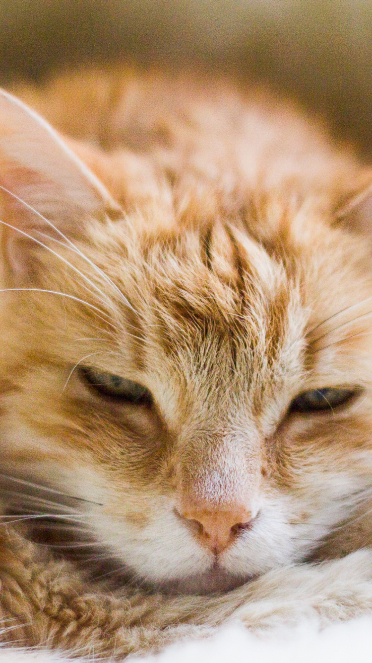 Обои полосатый кот, мейн кун, котенок, кошачьих, европейская короткошерстная в разрешении 750x1334