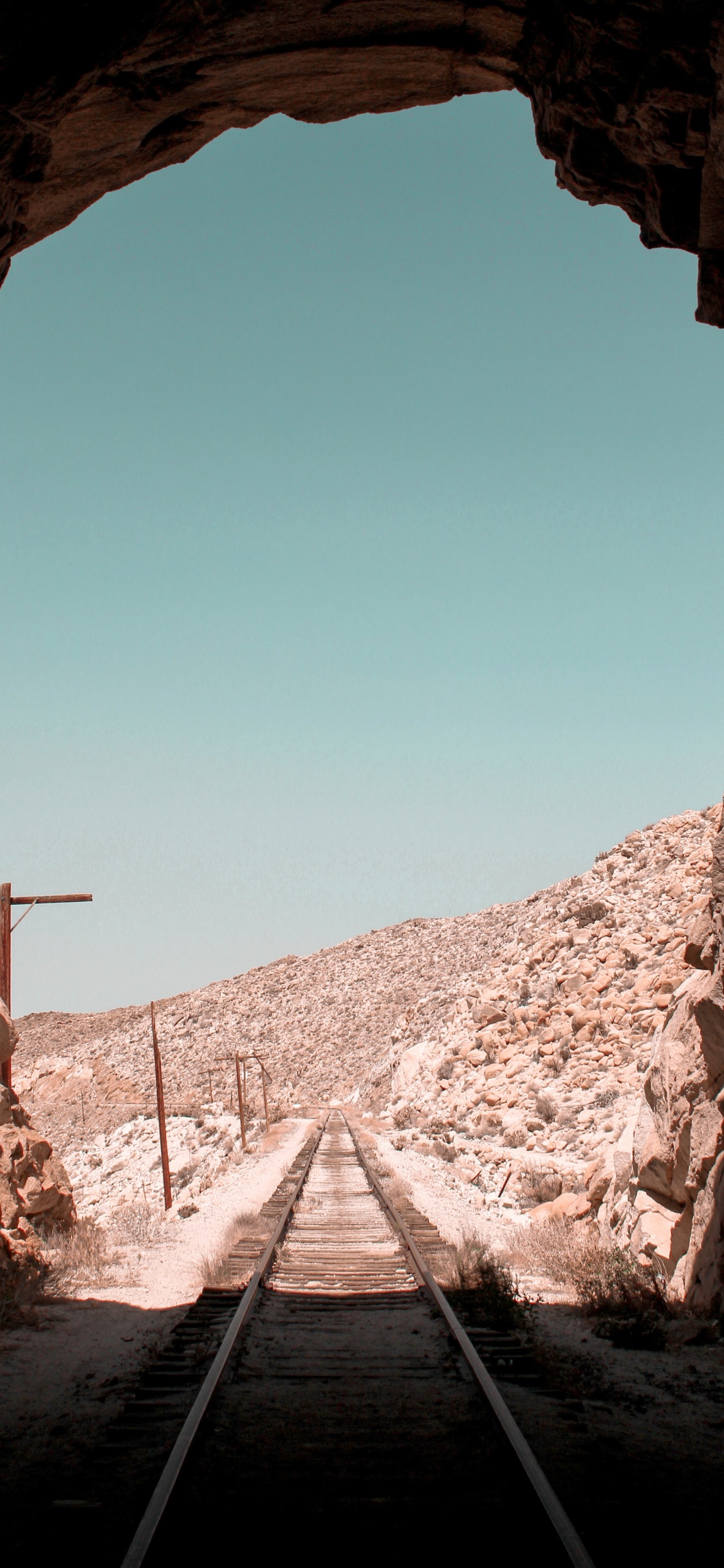 Обои коричневый цвет, древесина, пейзаж, растение, полутона и оттенки в разрешении 1125x2436