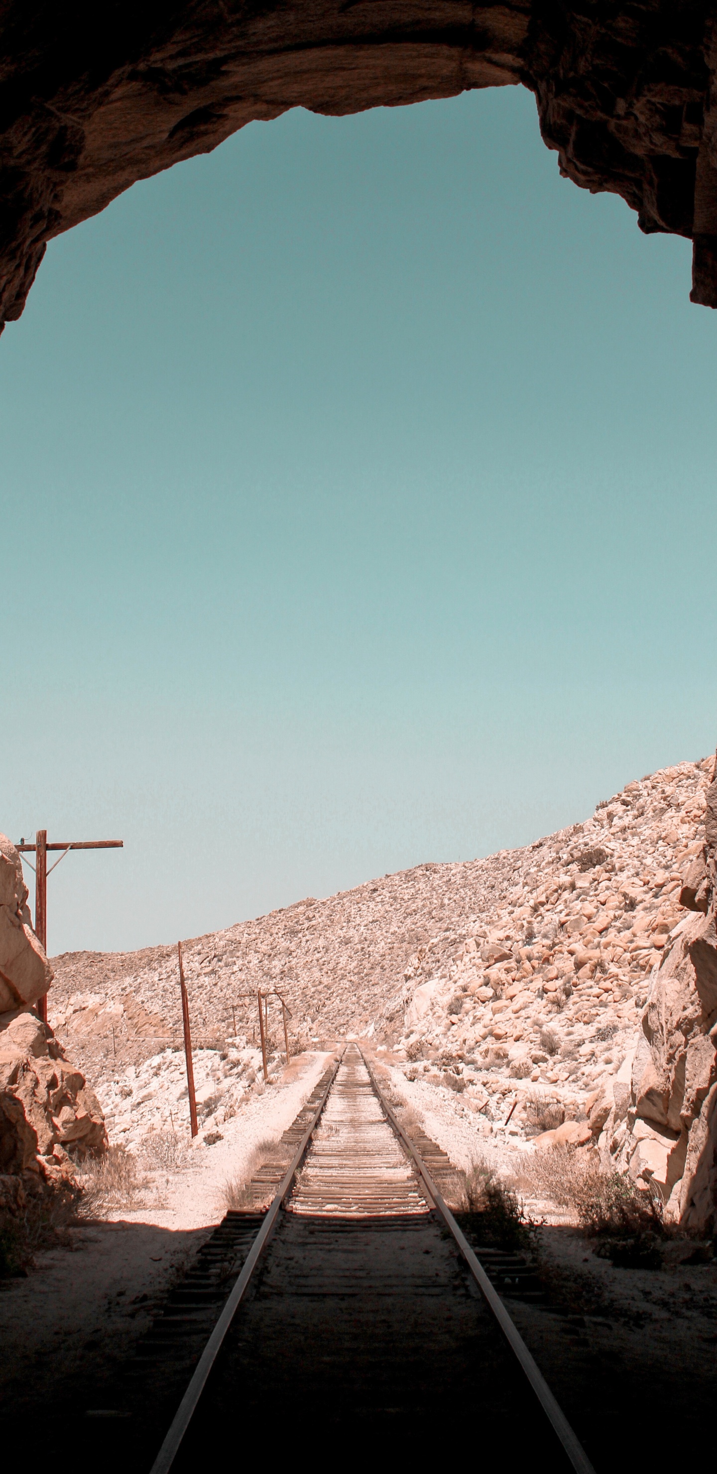 Обои коричневый цвет, древесина, пейзаж, растение, полутона и оттенки в разрешении 1440x2960