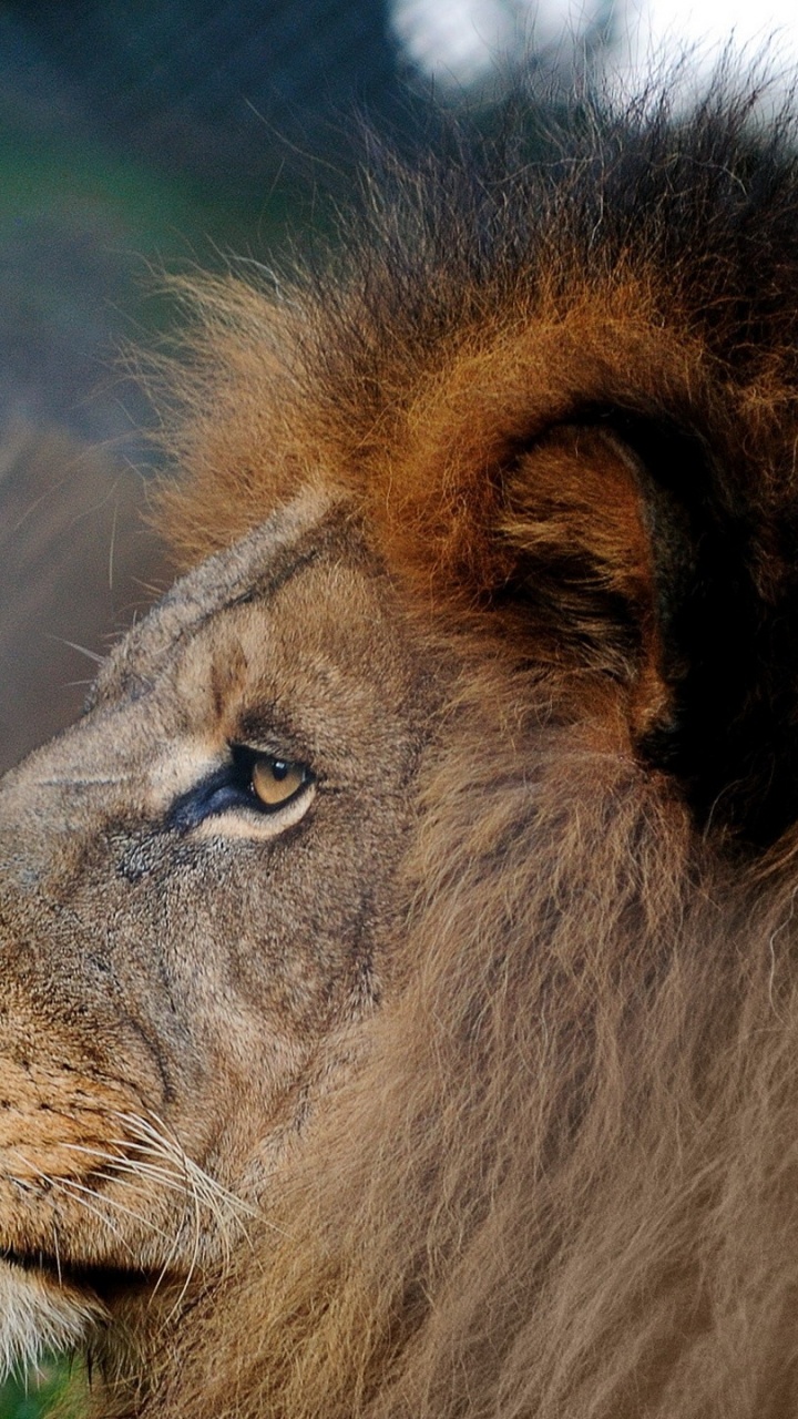 Обои Лев, живая природа, масаи Лев, наземные животные, наземных животных в разрешении 720x1280